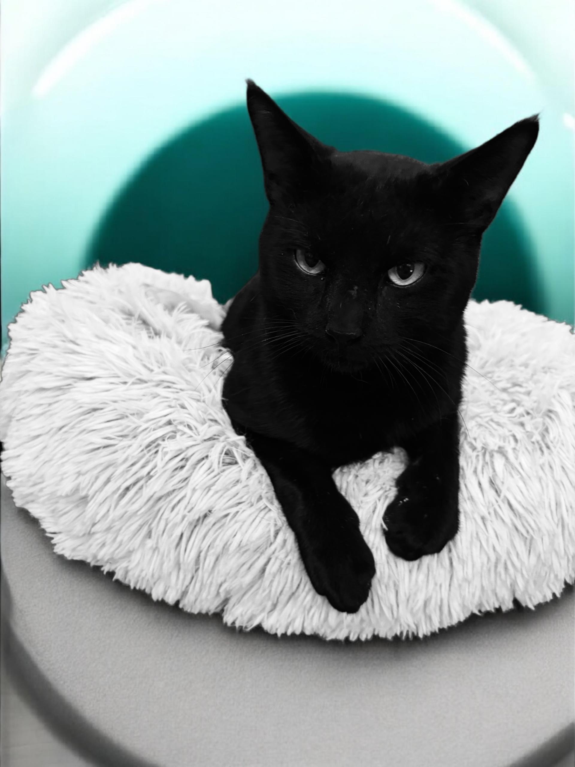 Franklin - Slippery Peet , adopted, Adult Male Domestic Short Hair.