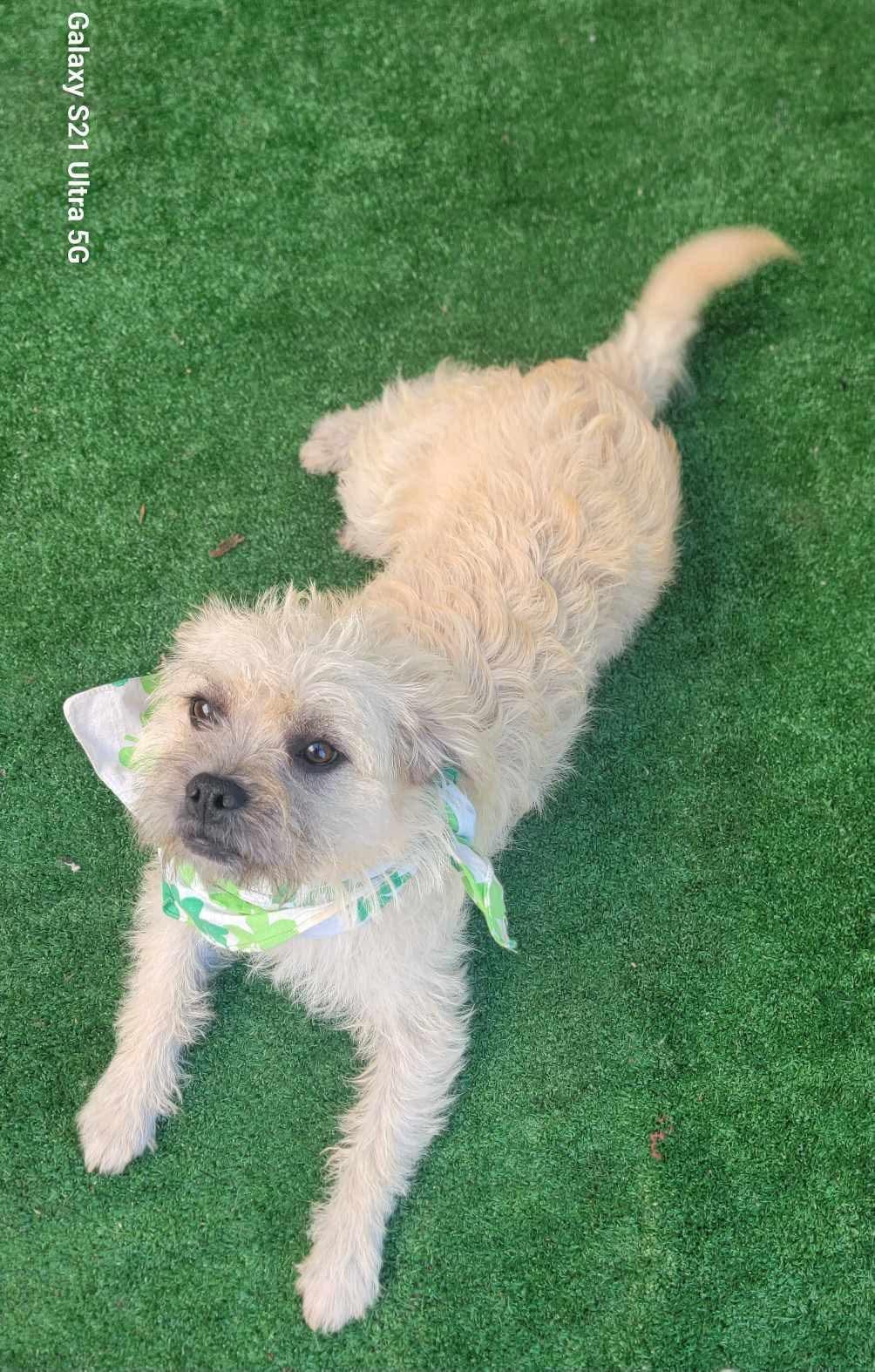 Gemma, Young Female Mixed Breed