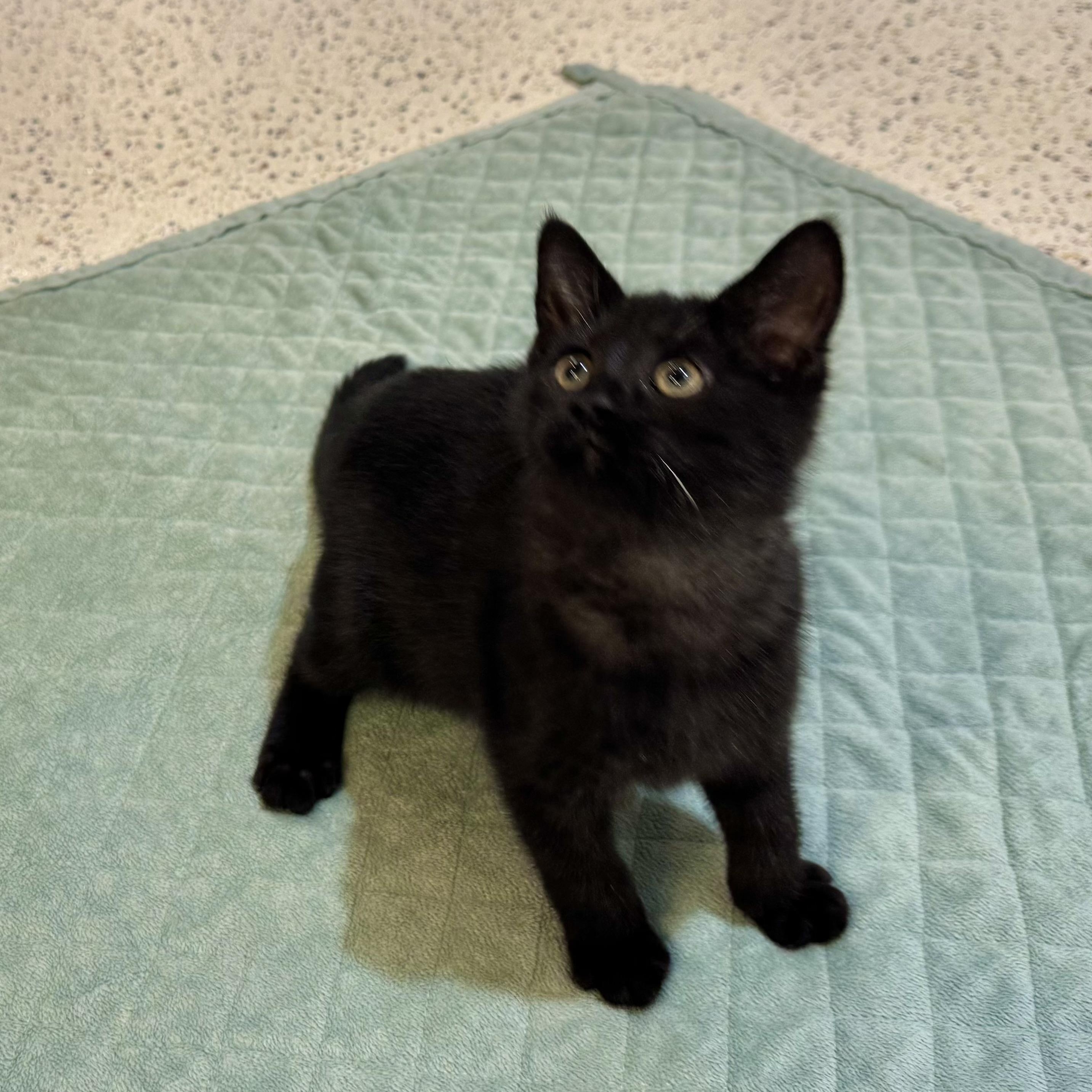 Enlarge Short Stack, a Adoptable Domestic Short Hair in Walker, MI image 5/6