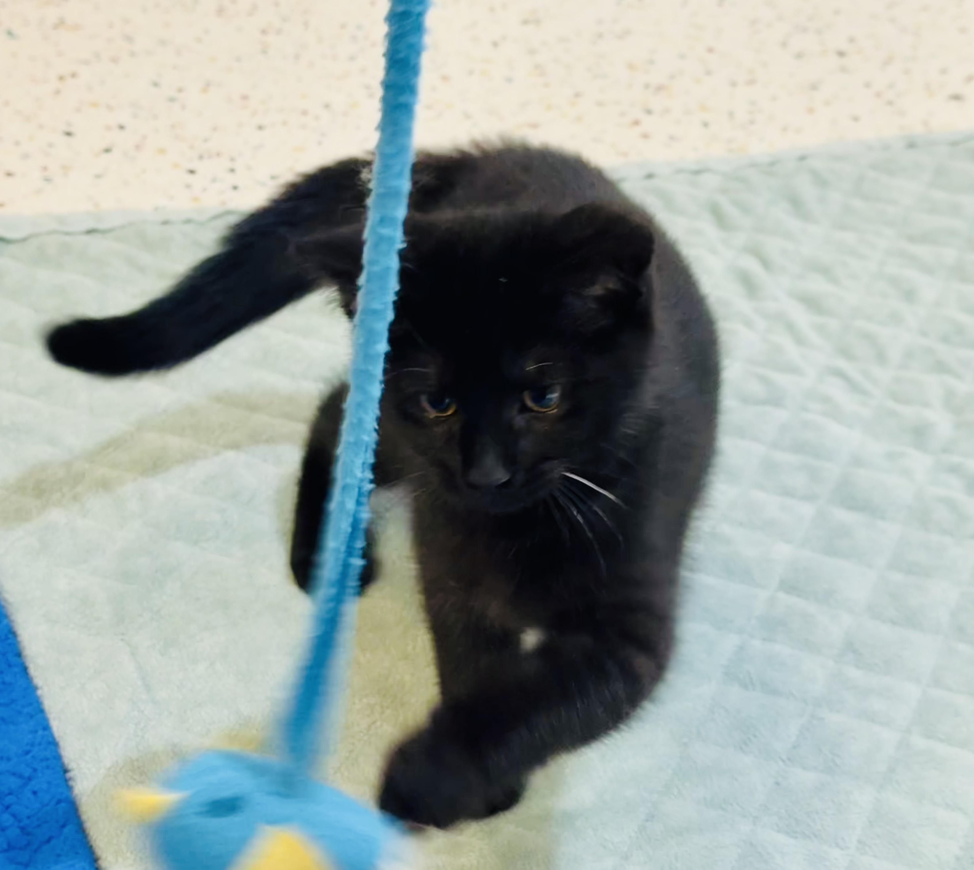 Enlarge Short Stack, a Adoptable Domestic Short Hair in Walker, MI image 1/6