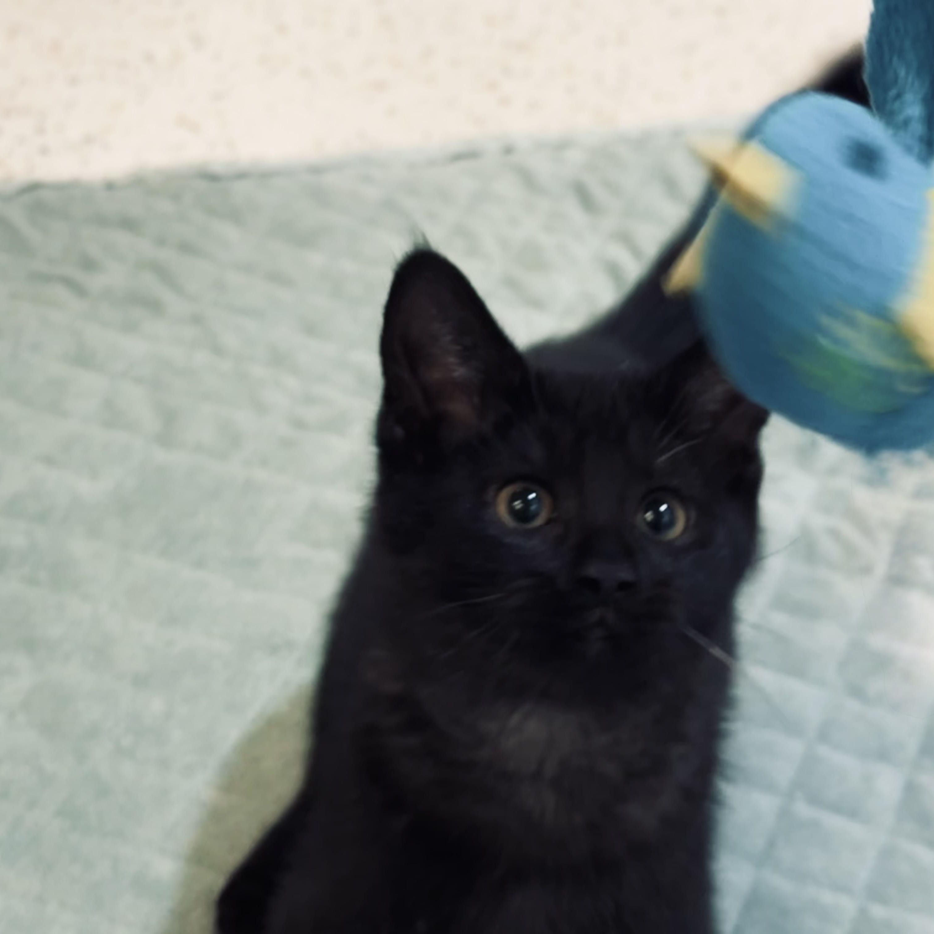 Enlarge Short Stack, a Adoptable Domestic Short Hair in Walker, MI image 4/6