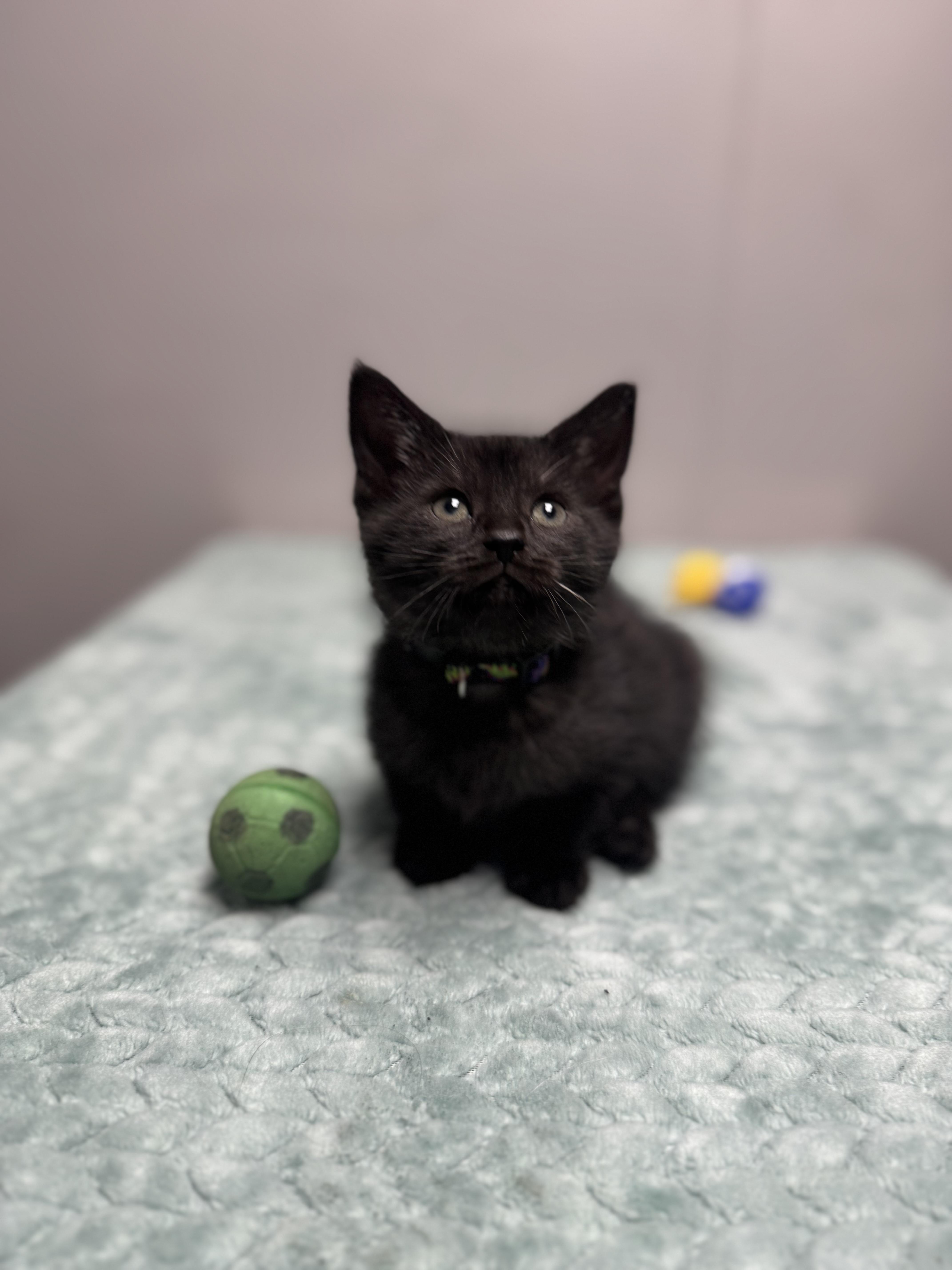 Short Stack, a Adoptable Domestic Short Hair in Walker, MI image 5/6