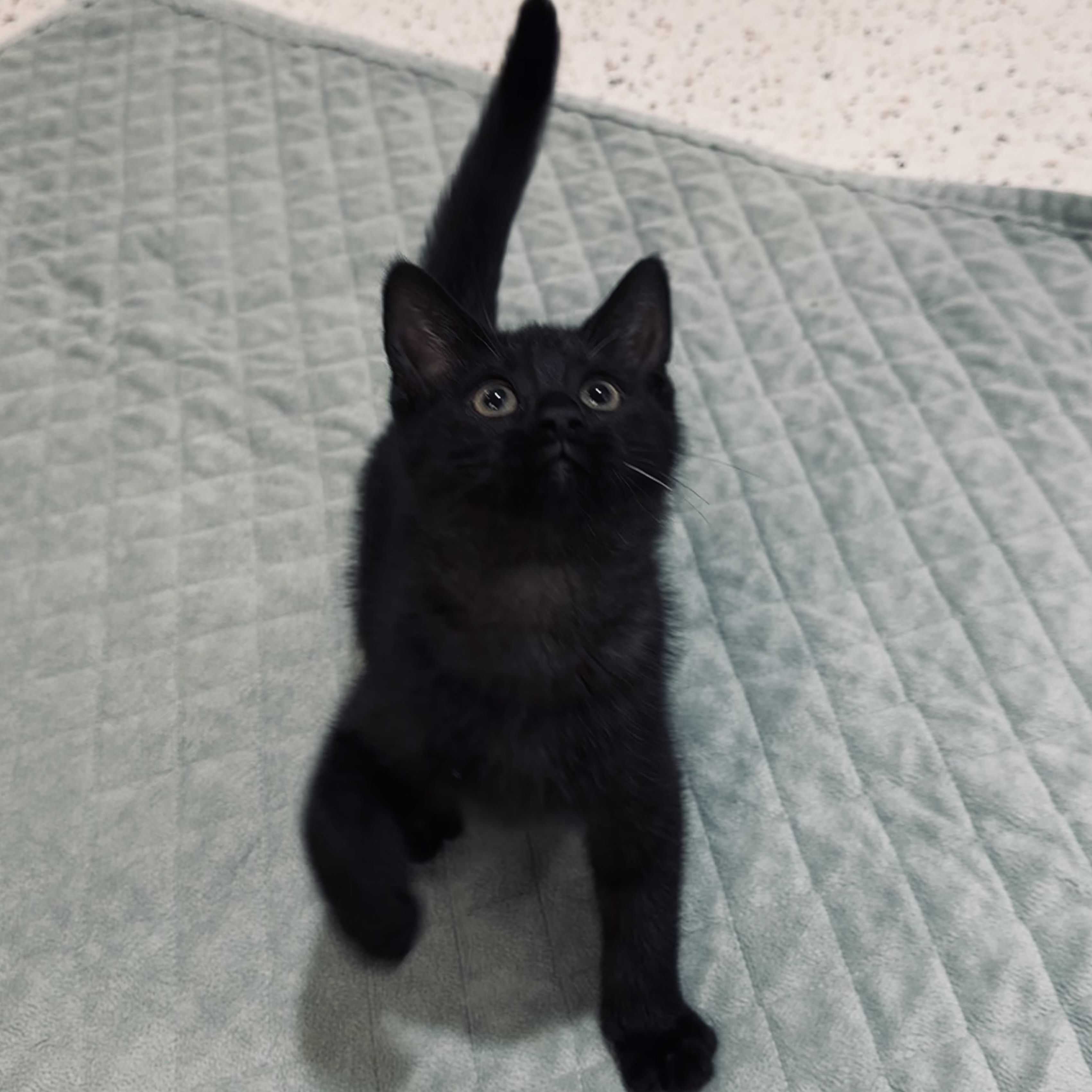 Enlarge Short Stack, a Adoptable Domestic Short Hair in Walker, MI image 6/6