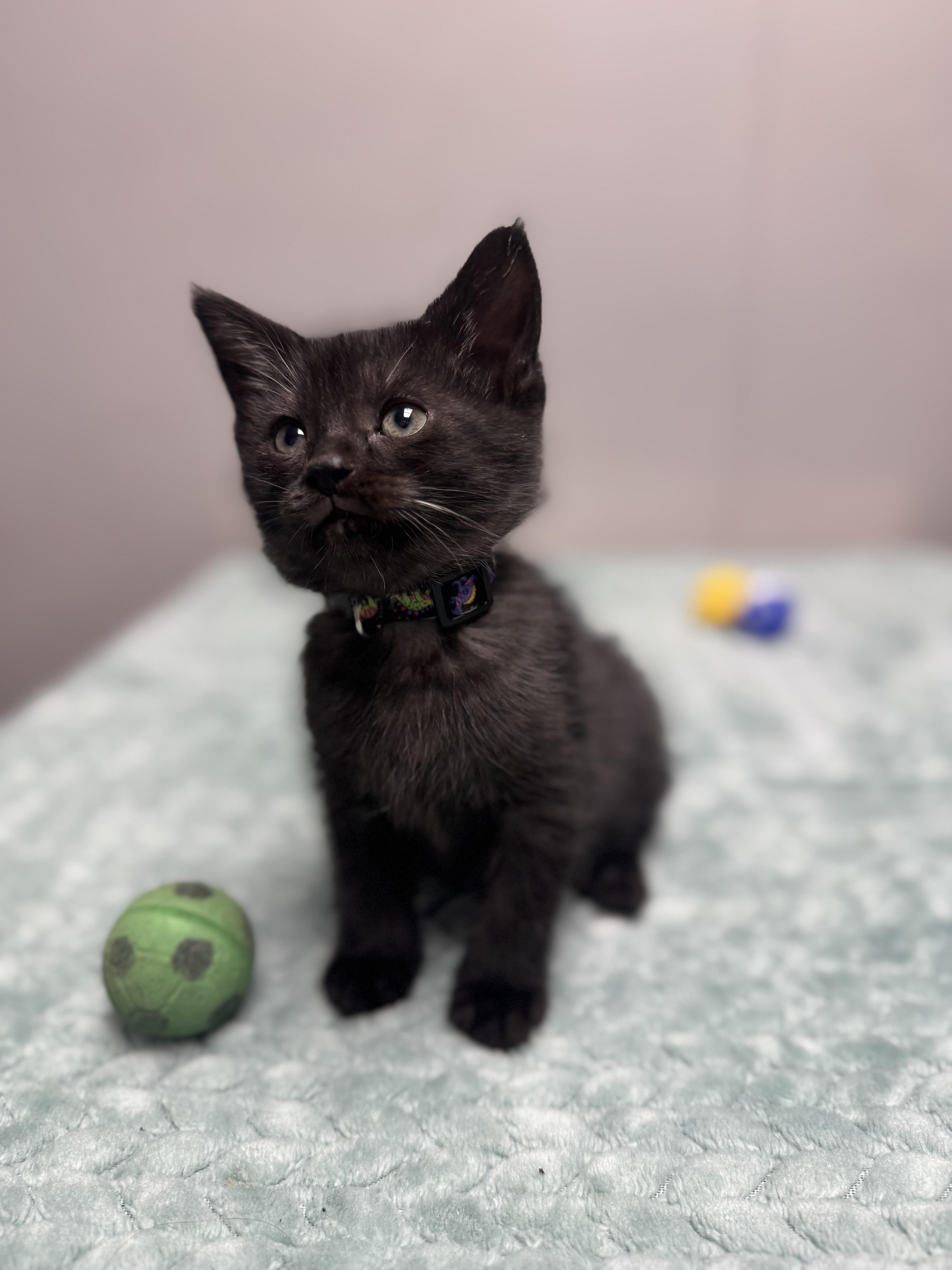 Short Stack, a Adoptable Domestic Short Hair in Walker, MI image 6/6