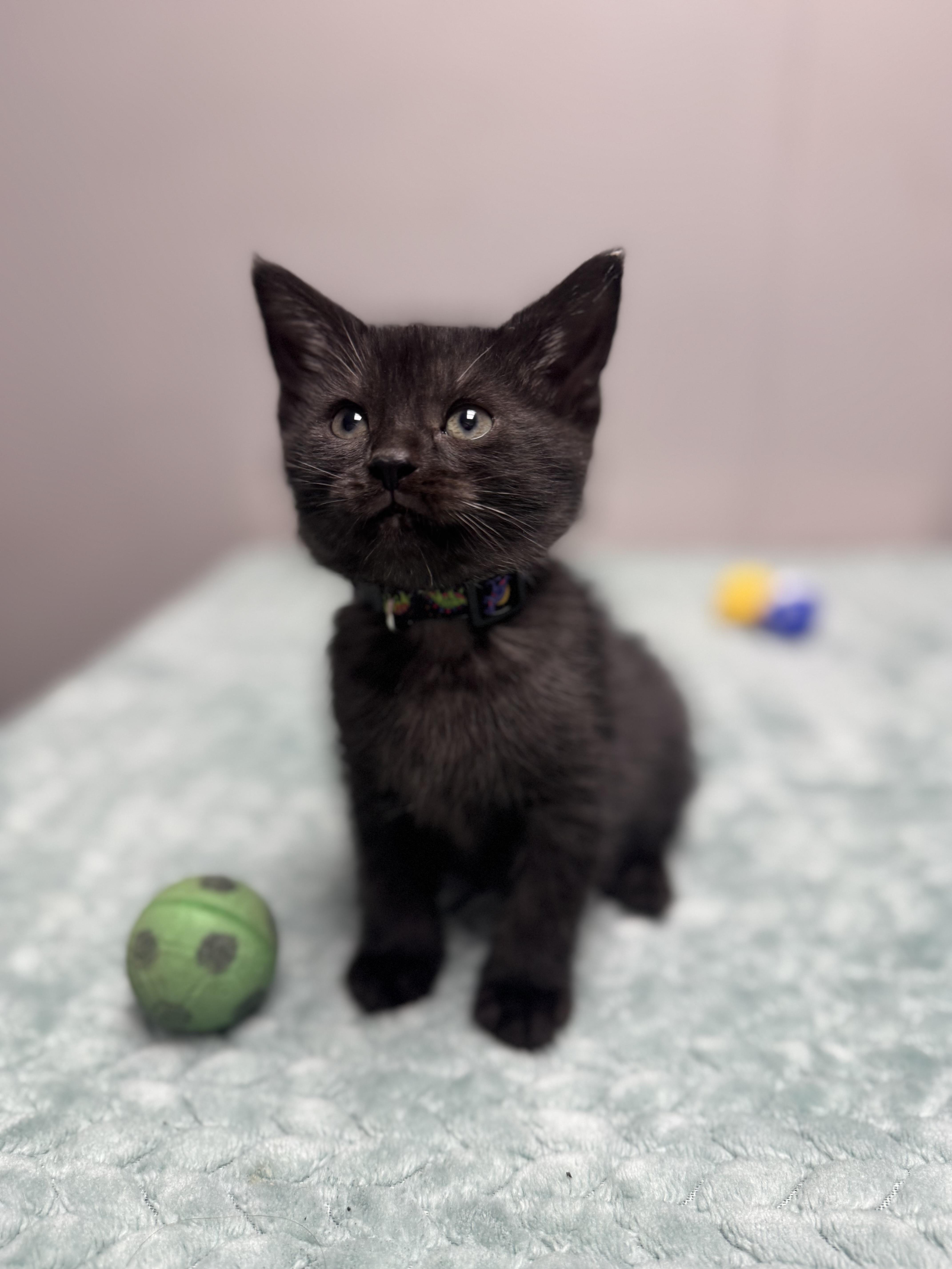 Short Stack, a Adoptable Domestic Short Hair in Walker, MI image 4/6