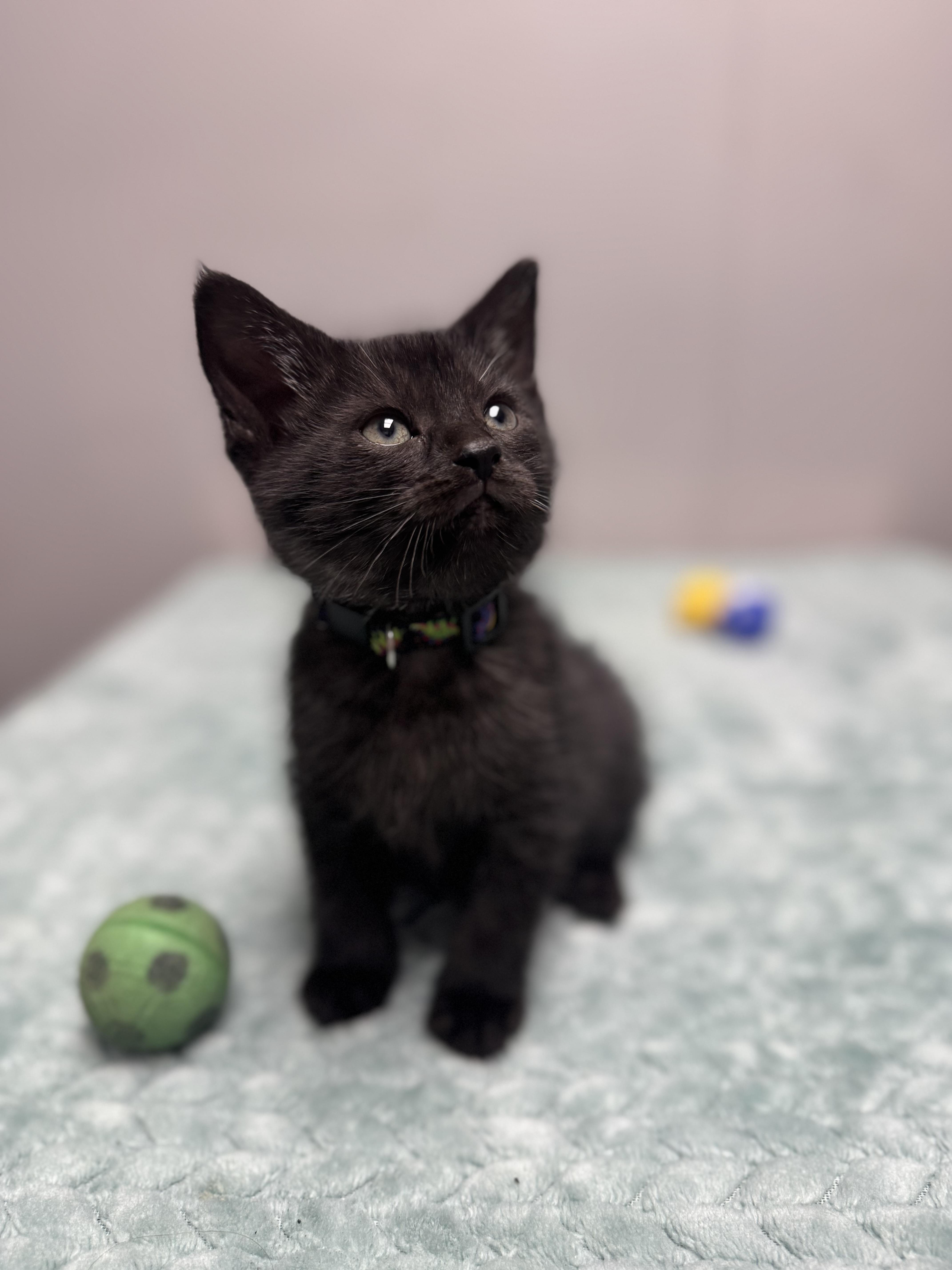 Short Stack, Adoptable, Kitten Male Domestic Short Hair.