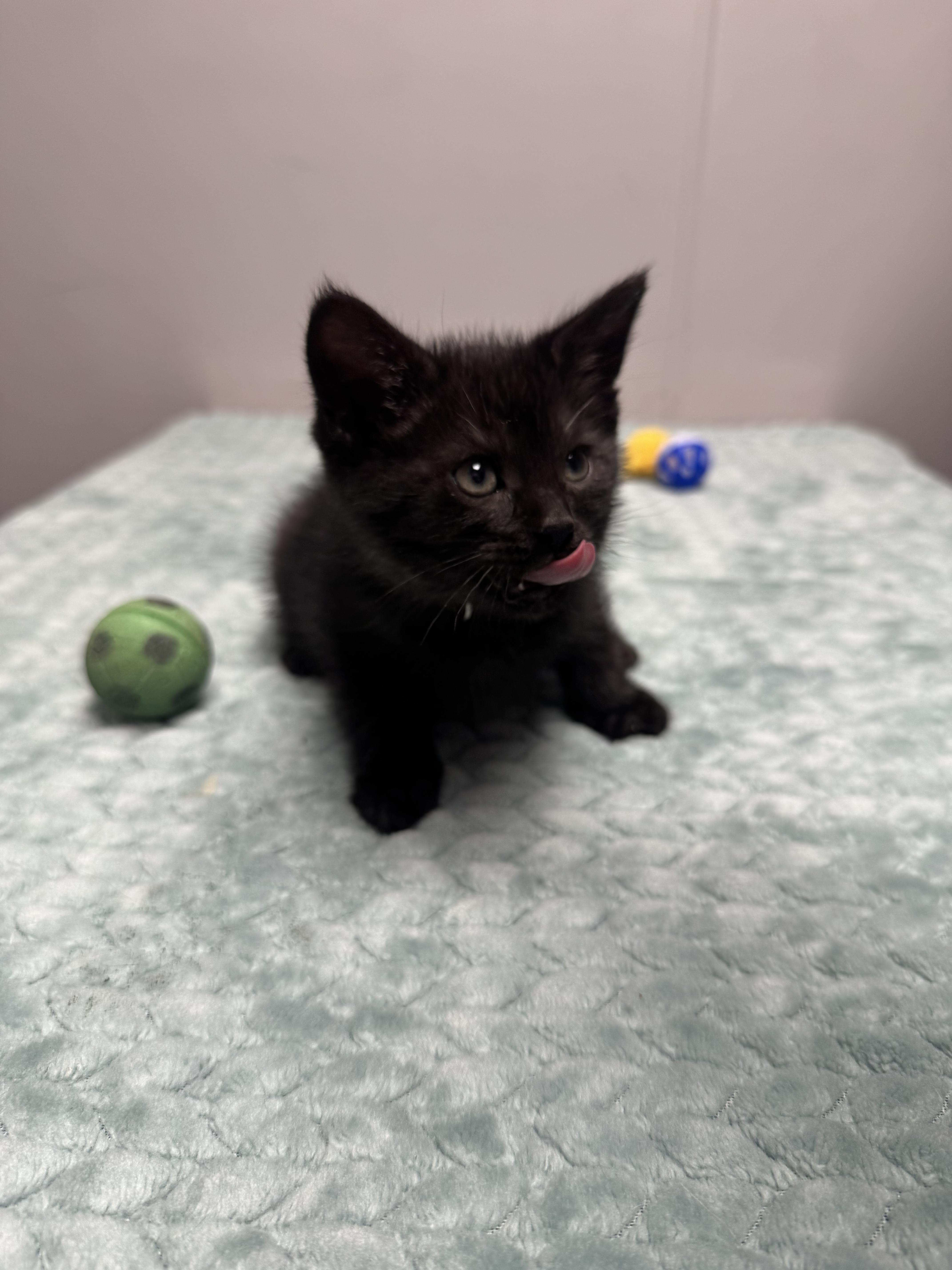 Short Stack, a Adoptable Domestic Short Hair in Walker, MI image 2/6
