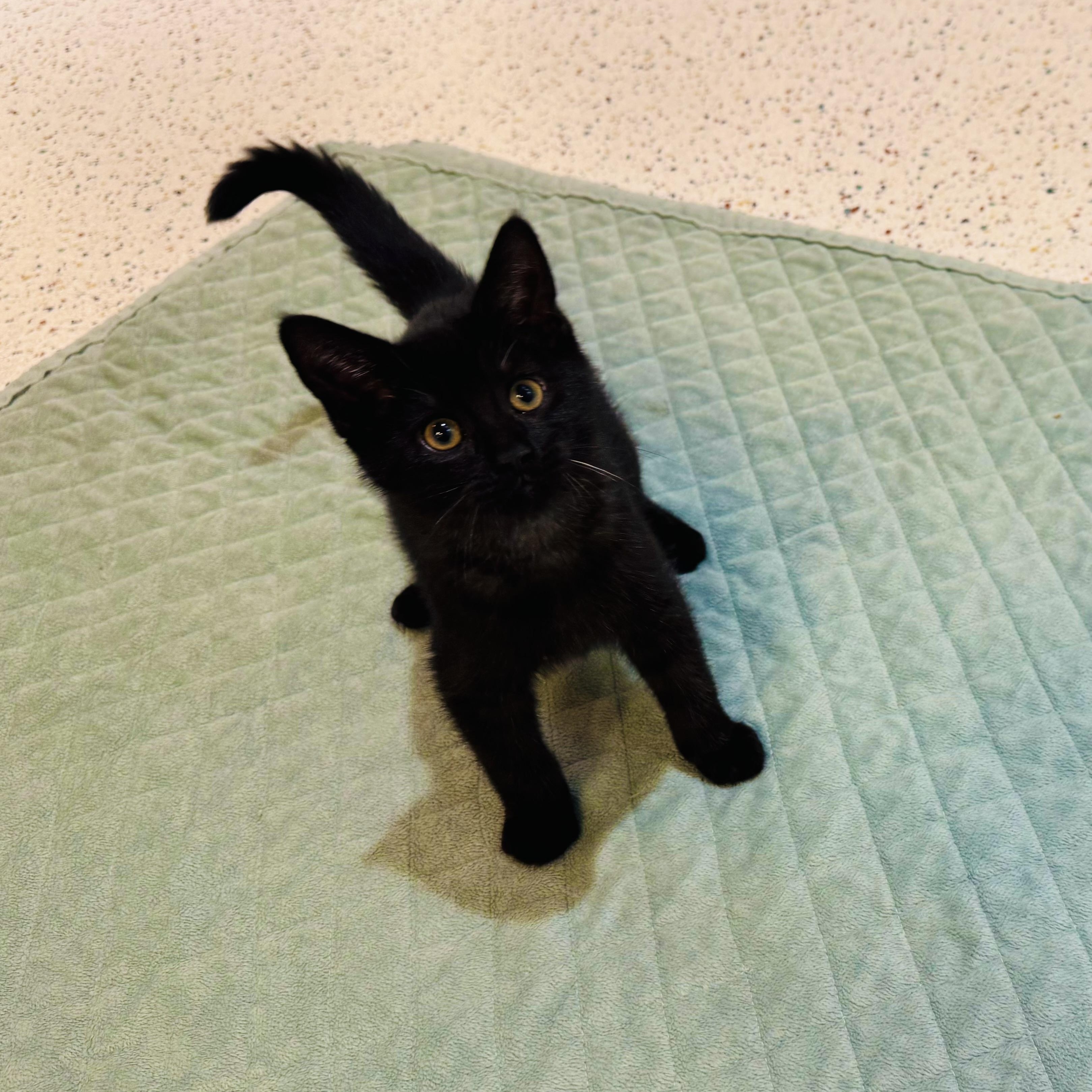 Enlarge Short Stack, a Adoptable Domestic Short Hair in Walker, MI image 3/6