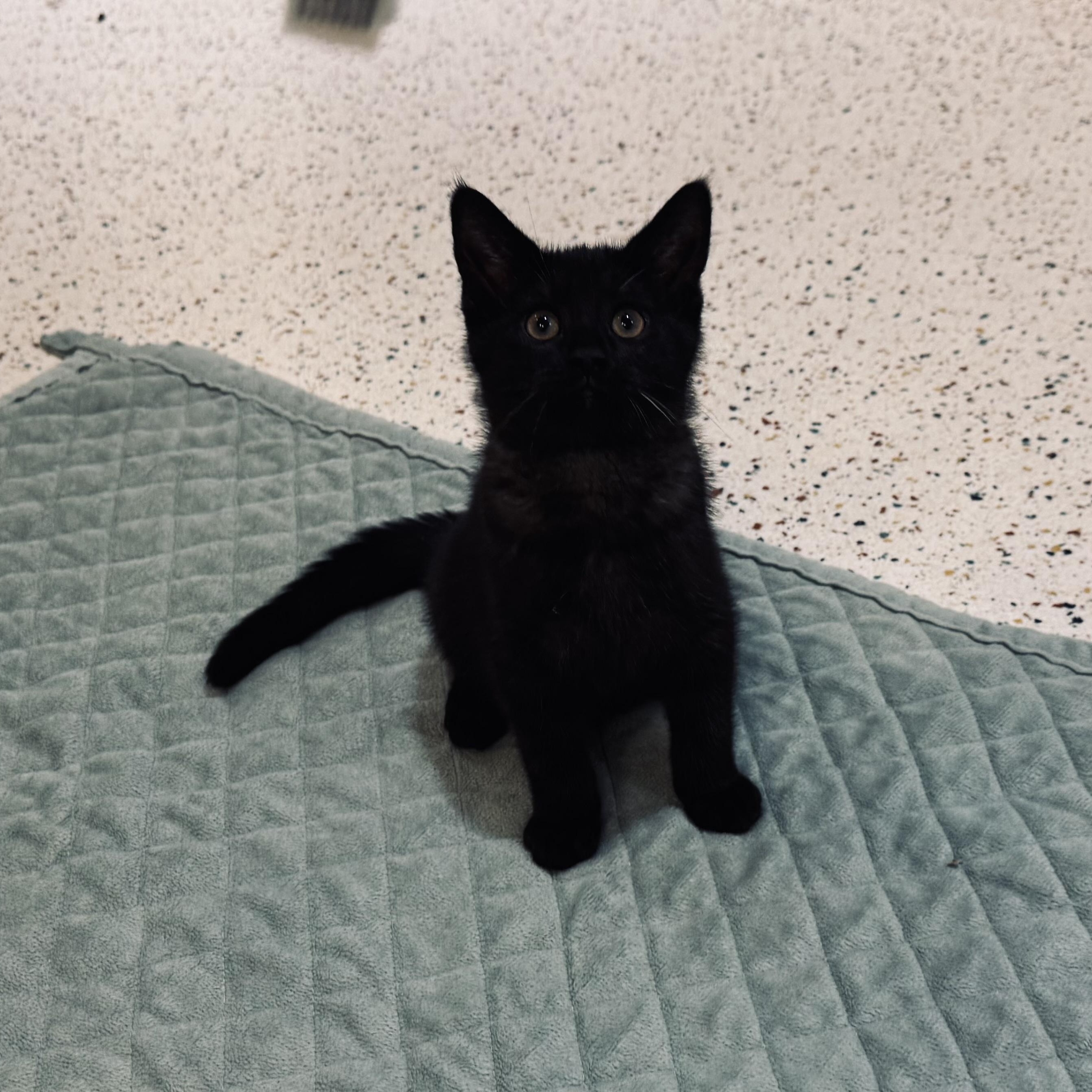 Enlarge Short Stack, a Adoptable Domestic Short Hair in Walker, MI image 2/6