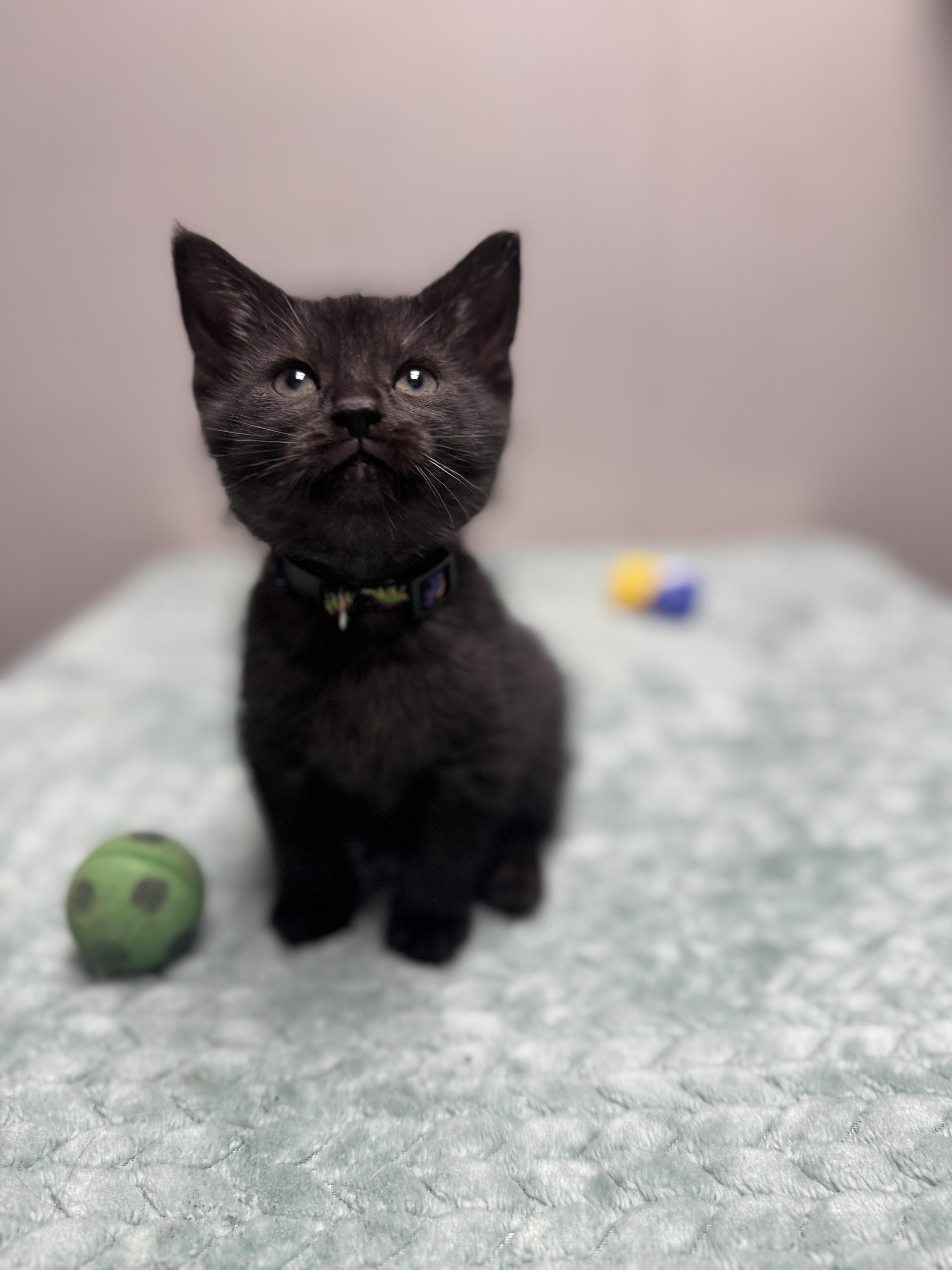Short Stack, a Adoptable Domestic Short Hair in Walker, MI image 3/6
