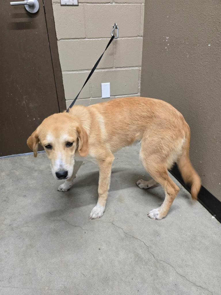 Enlarge Moxie, a Adoptable Labrador Retriever in Huntsville, TX image 1/1
