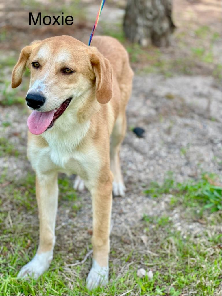Moxie, Adoptable, Young Female Labrador Retriever.