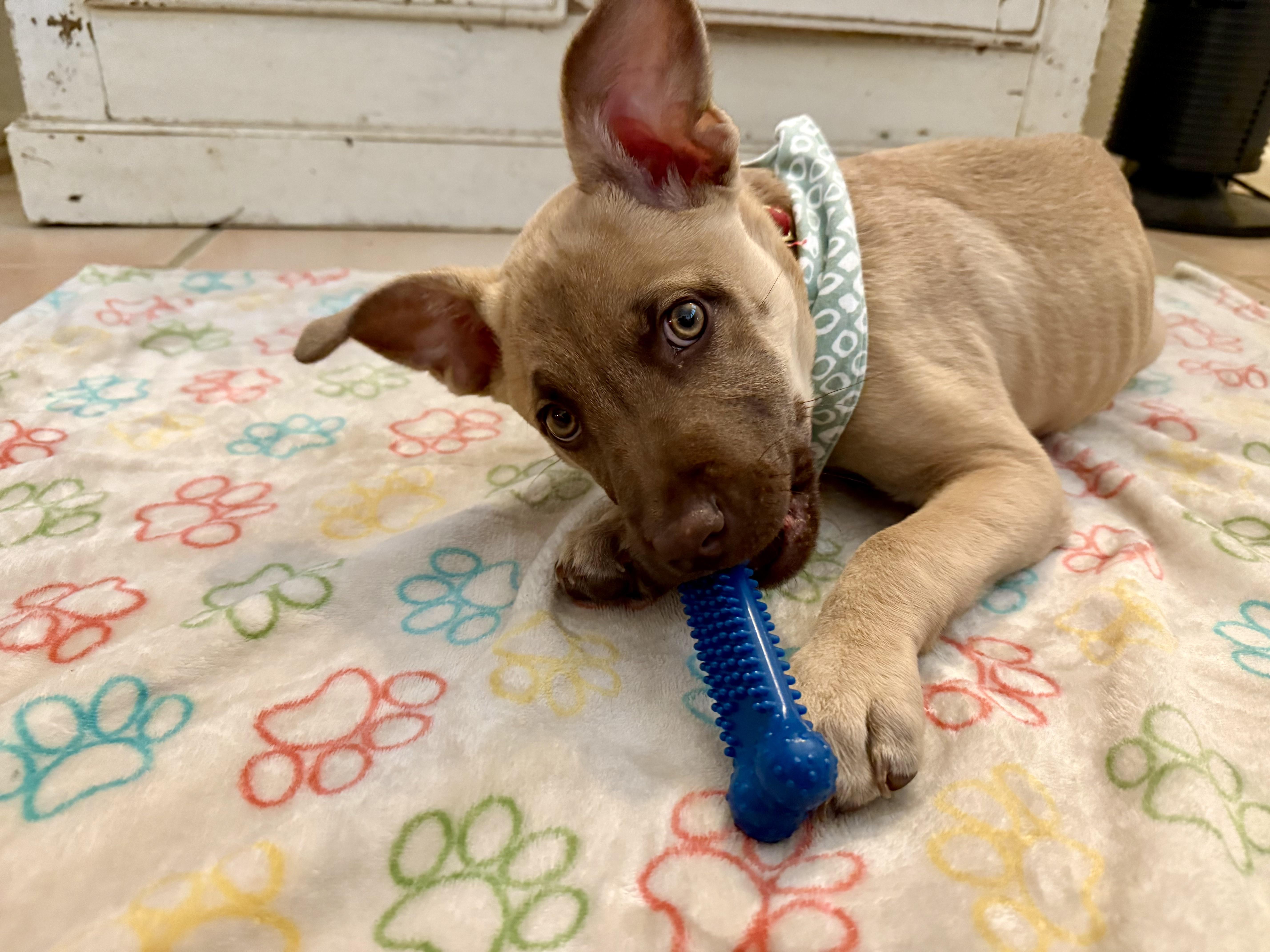 Enlarge Rumble, a ADOPTABLE mixed breed in San Antonio, TX image 2/4