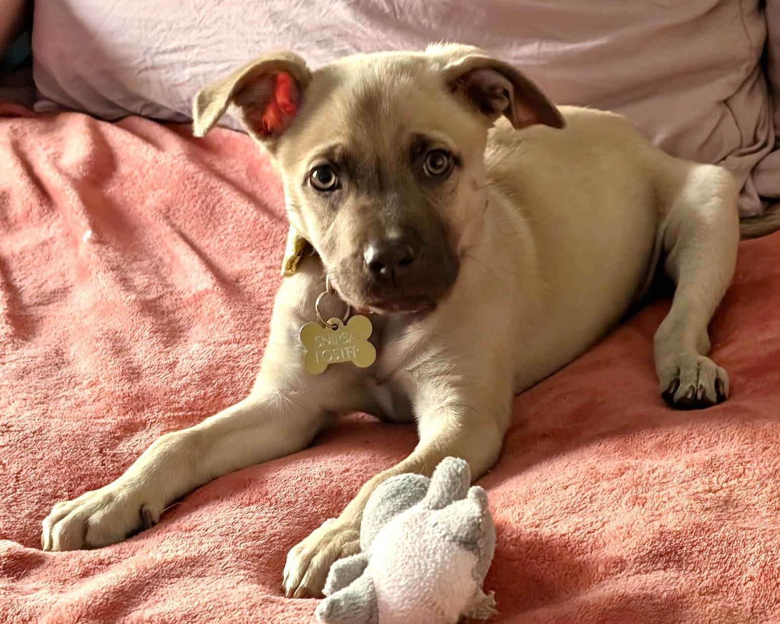 Enlarge Rumble, a ADOPTABLE mixed breed in San Antonio, TX image 4/4