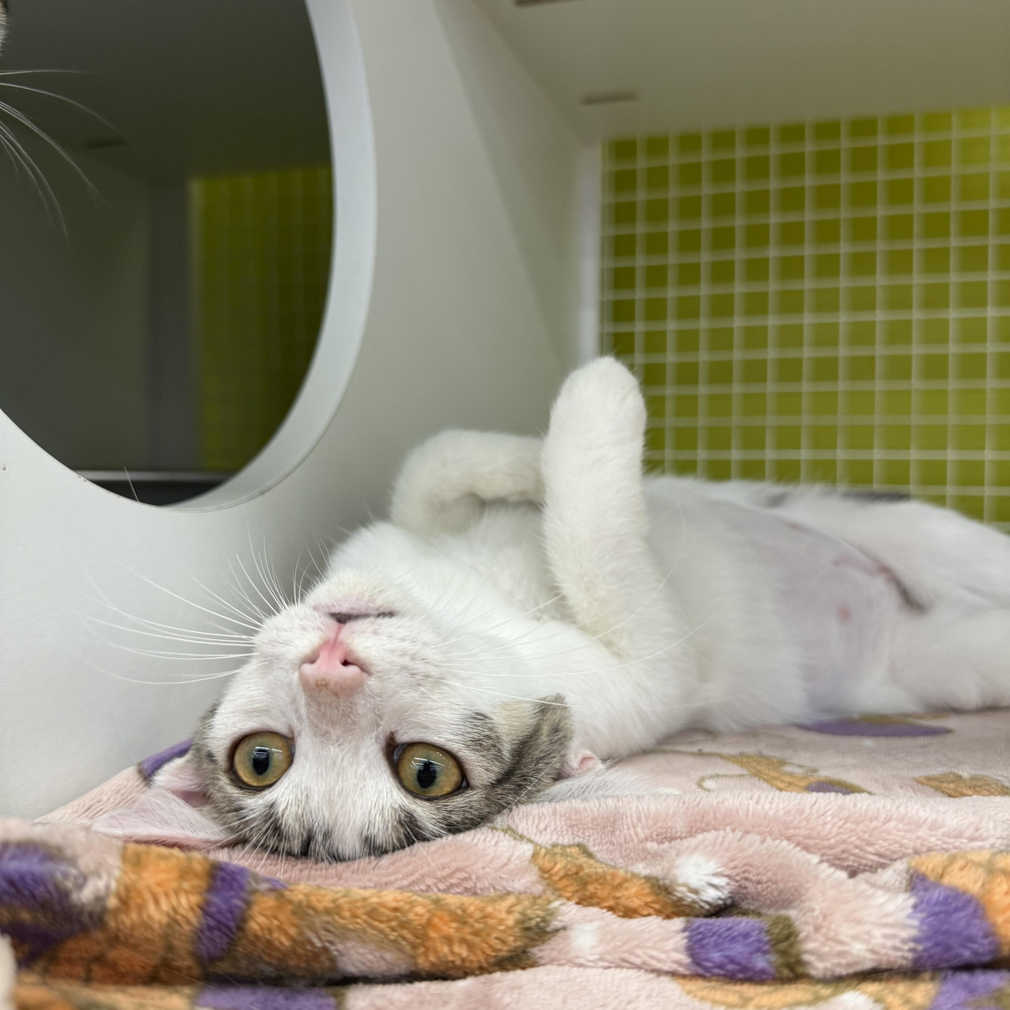 Enlarge Apple, a Adoptable mixed breed in Intercession city , FL image 4/6