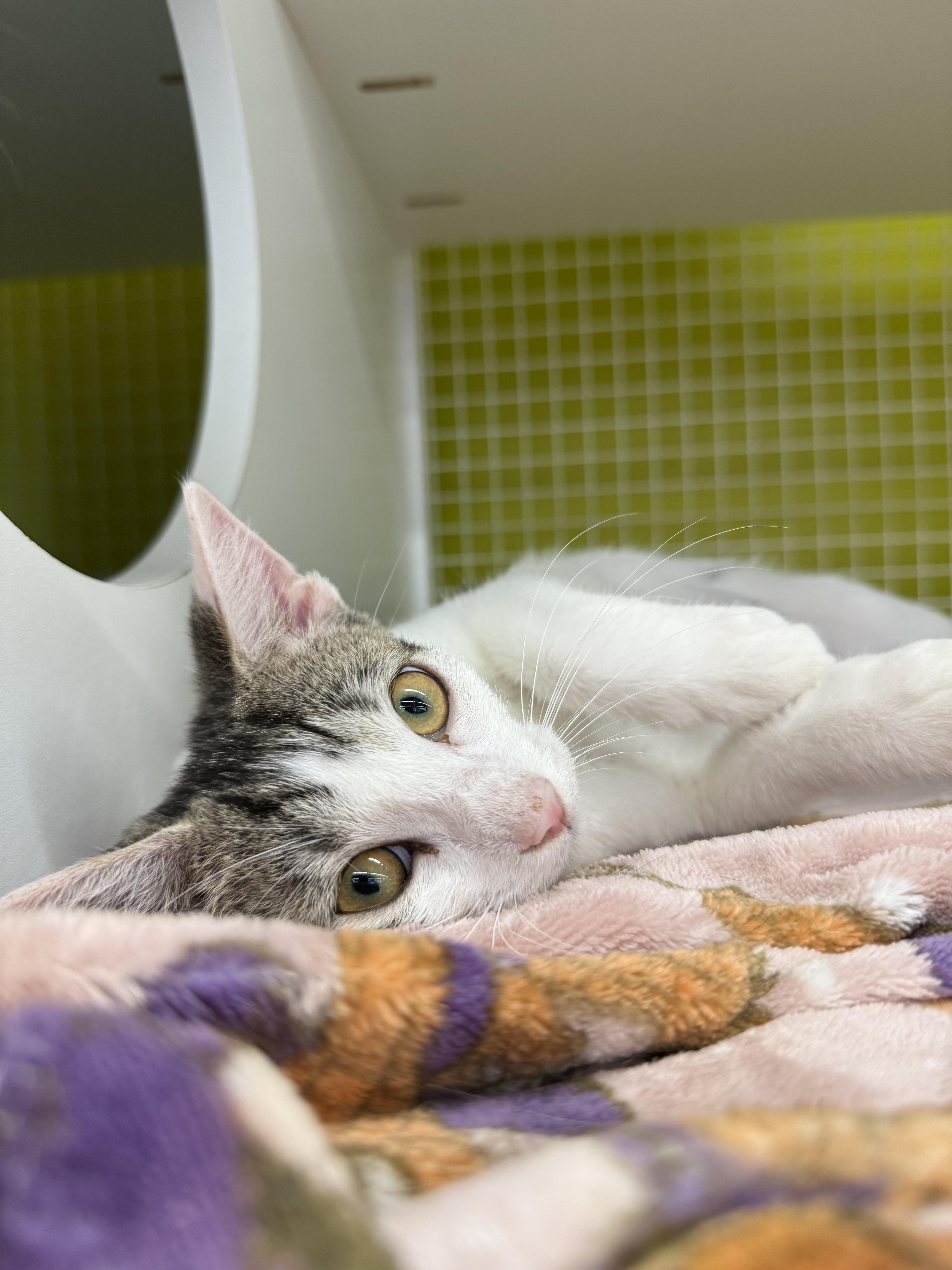 Enlarge Apple, a Adoptable mixed breed in Intercession city , FL image 6/6
