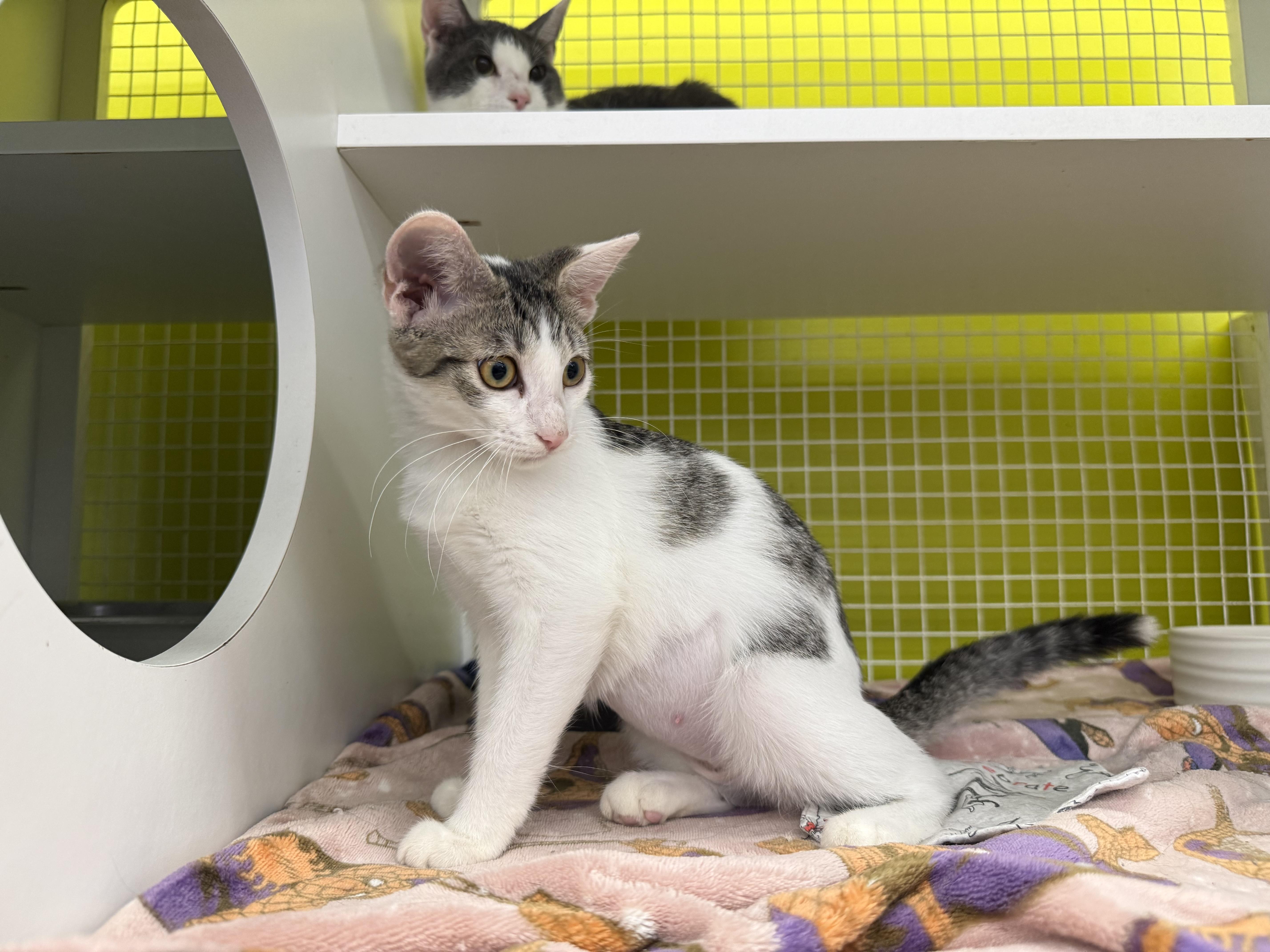 Enlarge Apple, a Adoptable mixed breed in Intercession city , FL image 3/6