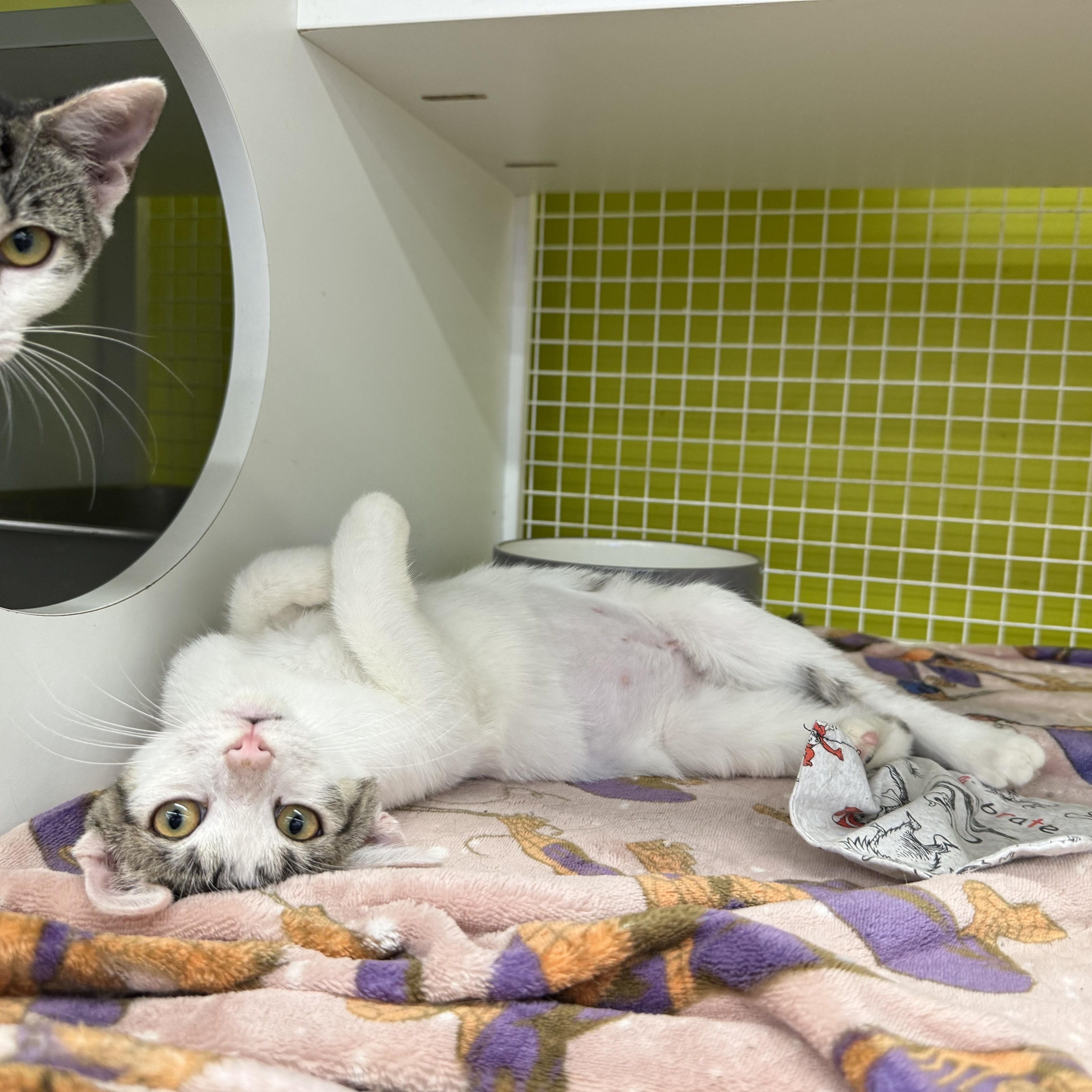 Enlarge Apple, a Adoptable mixed breed in Intercession city , FL image 5/6