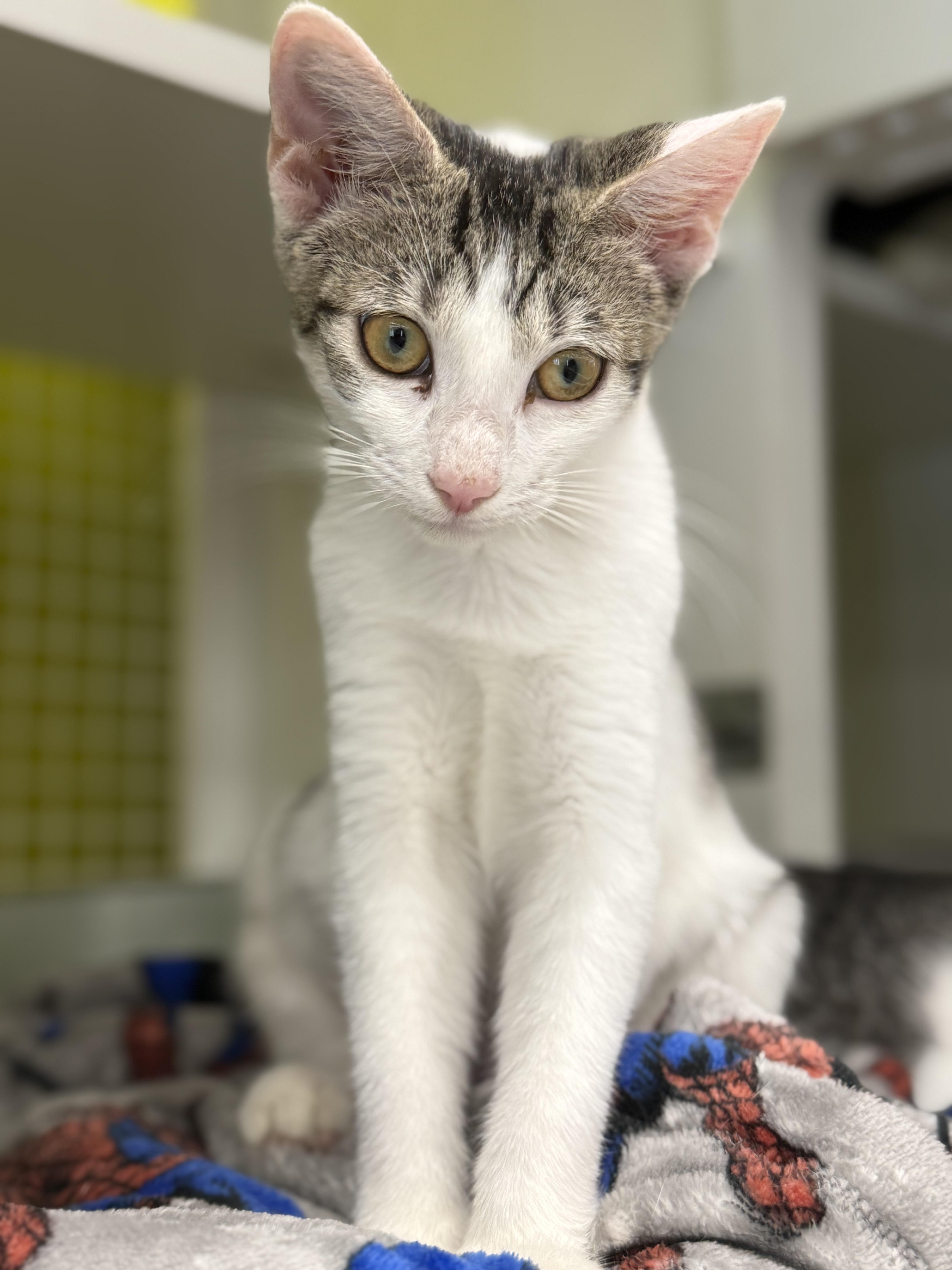 Apple, Adoptable, Kitten Female Domestic Short Hair & Tabby.