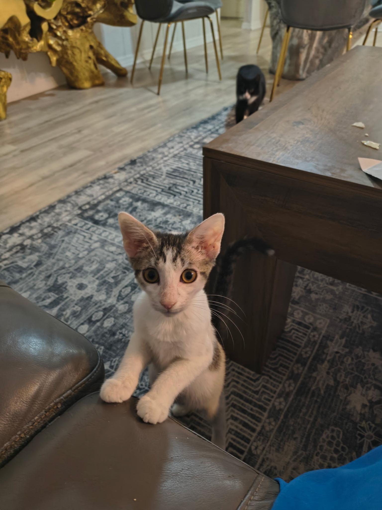 Enlarge Apple, a Adoptable mixed breed in Intercession city , FL image 2/6