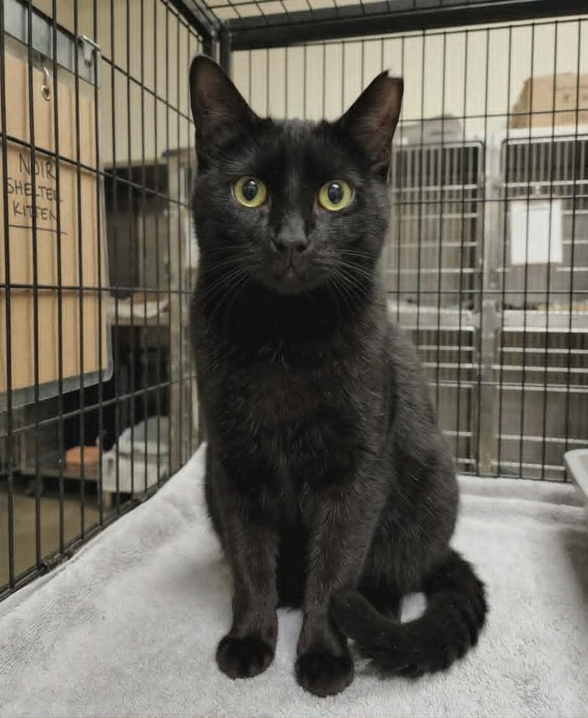 Glenda-orange, Adoptable, Young Female Domestic Short Hair.
