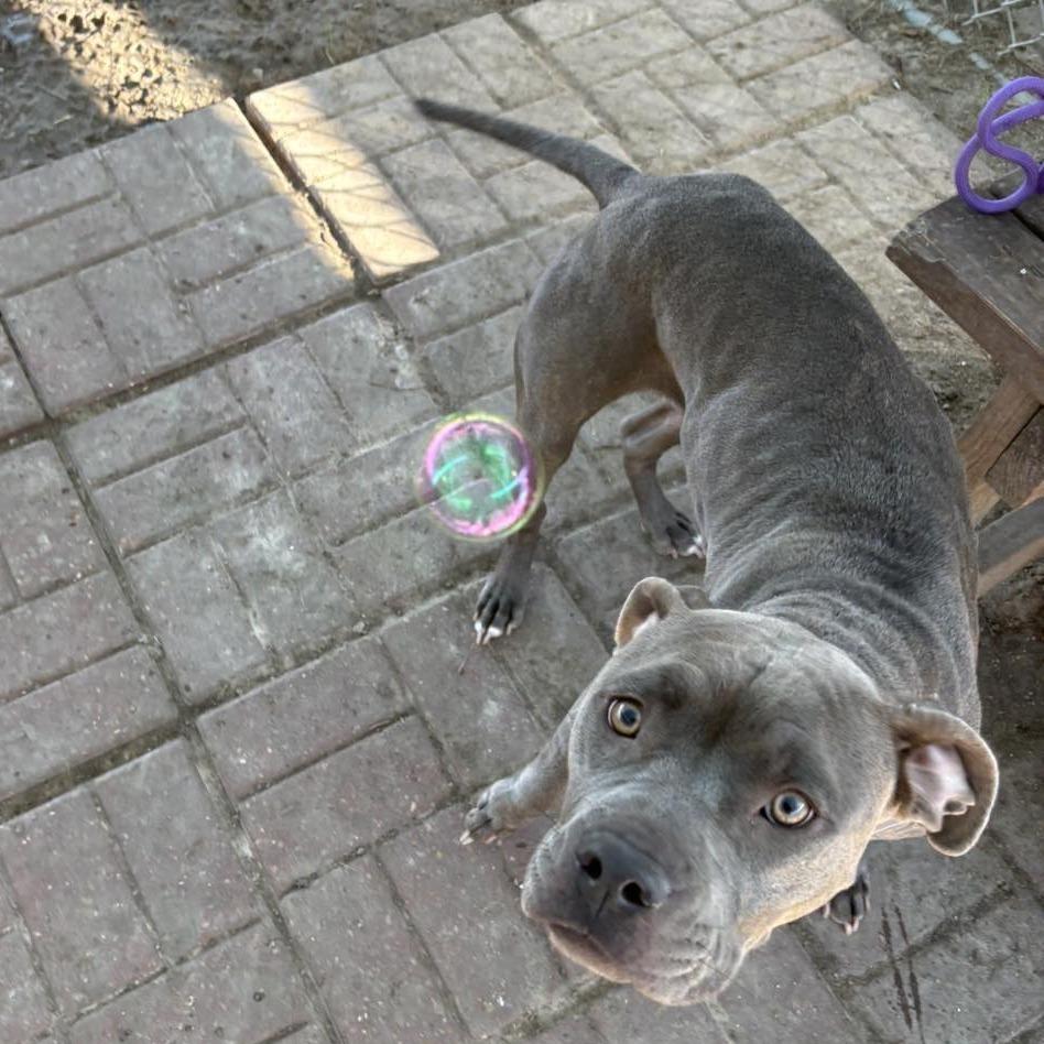 Enlarge Kava (Jentry), a Adoptable American Staffordshire Terrier in Pittsburgh, PA image 1/6