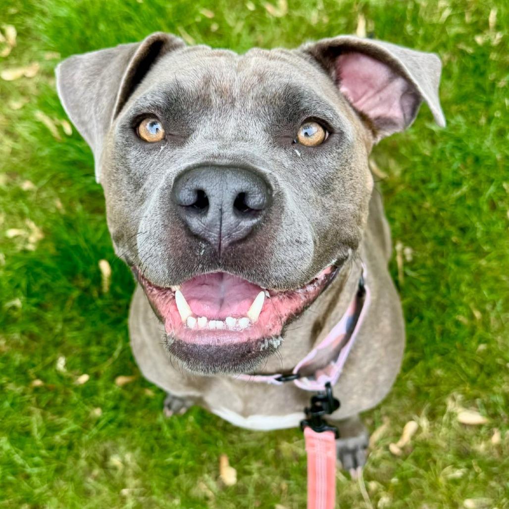 Enlarge Kava (Jentry), a Adoptable American Staffordshire Terrier in Pittsburgh, PA image 2/6