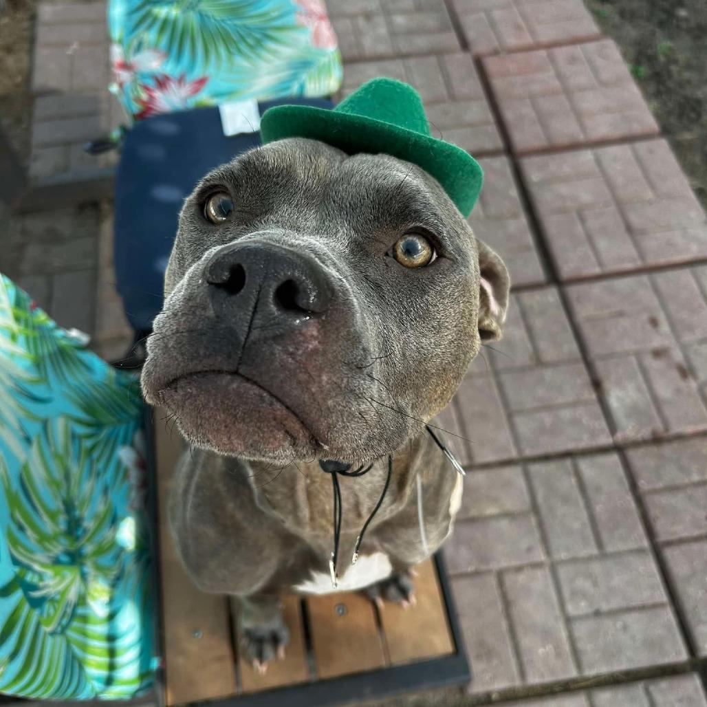 Enlarge Kava (Jentry), a Adoptable American Staffordshire Terrier in Pittsburgh, PA image 3/6
