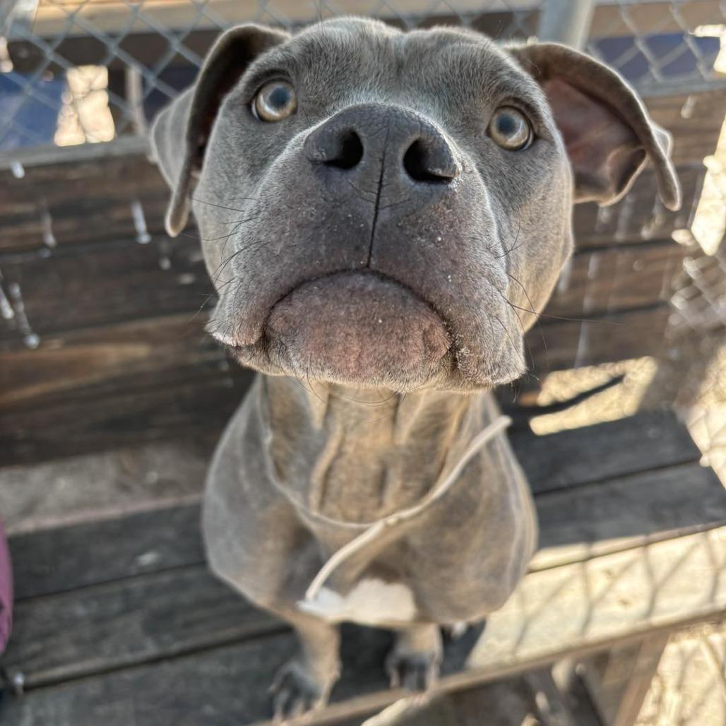 Enlarge Kava (Jentry), a Adoptable American Staffordshire Terrier in Pittsburgh, PA image 5/6