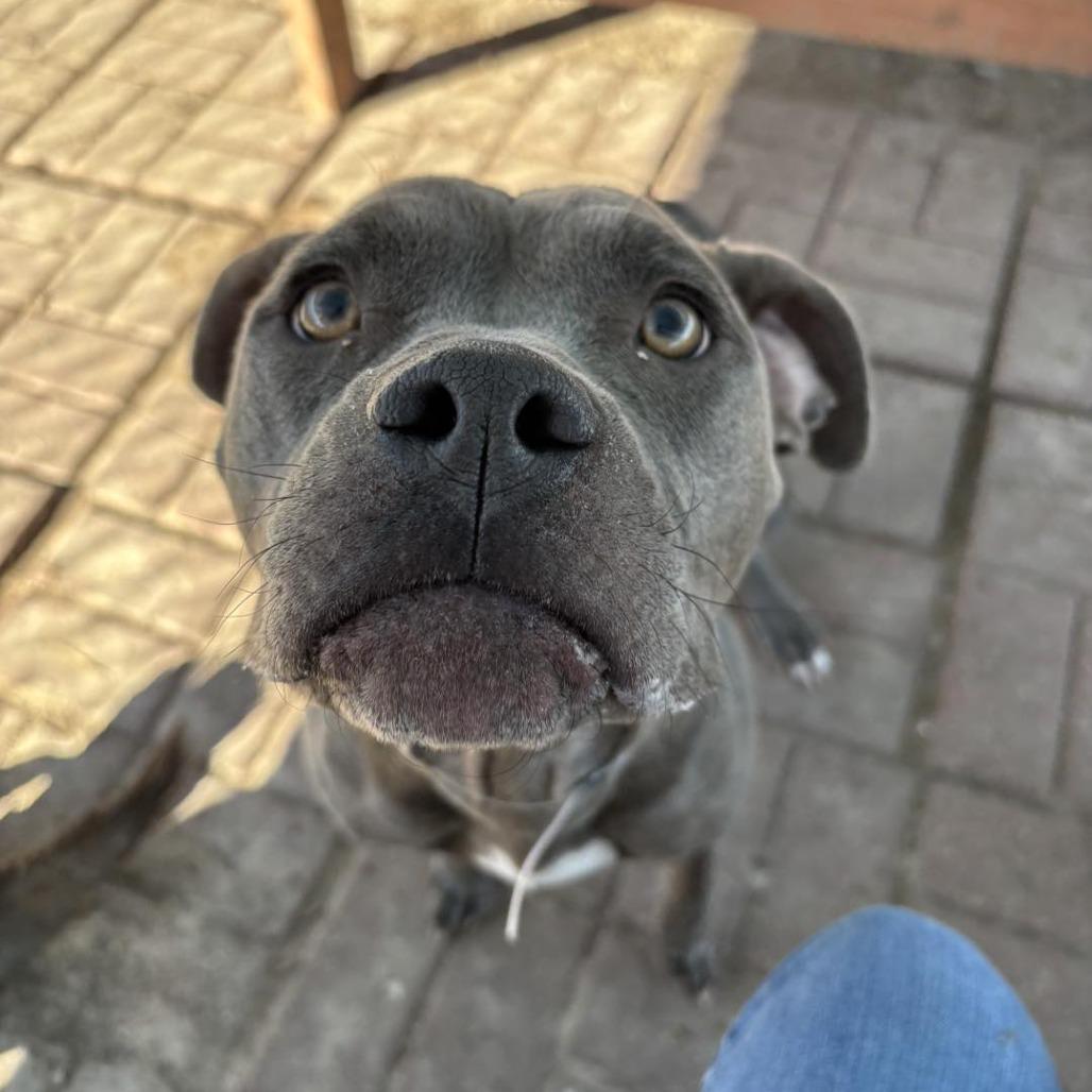 Enlarge Kava (Jentry), a Adoptable American Staffordshire Terrier in Pittsburgh, PA image 6/6