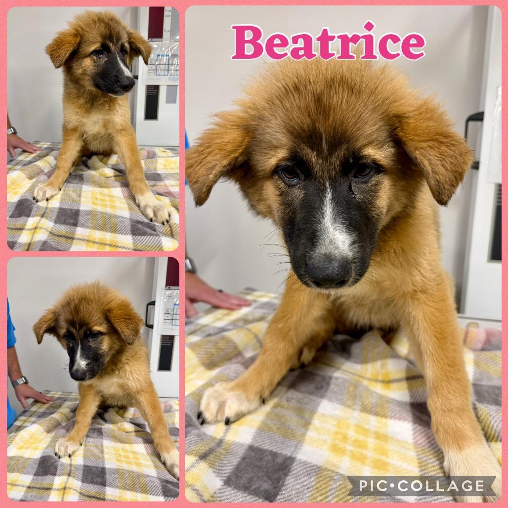 Enlarge Beatrice, a Adoptable mixed breed in Opelika, AL image 1/1