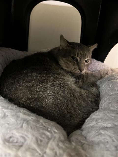 Enlarge OZWALD, a Adoptable Domestic Short Hair in Sugar Land, TX image 1/1