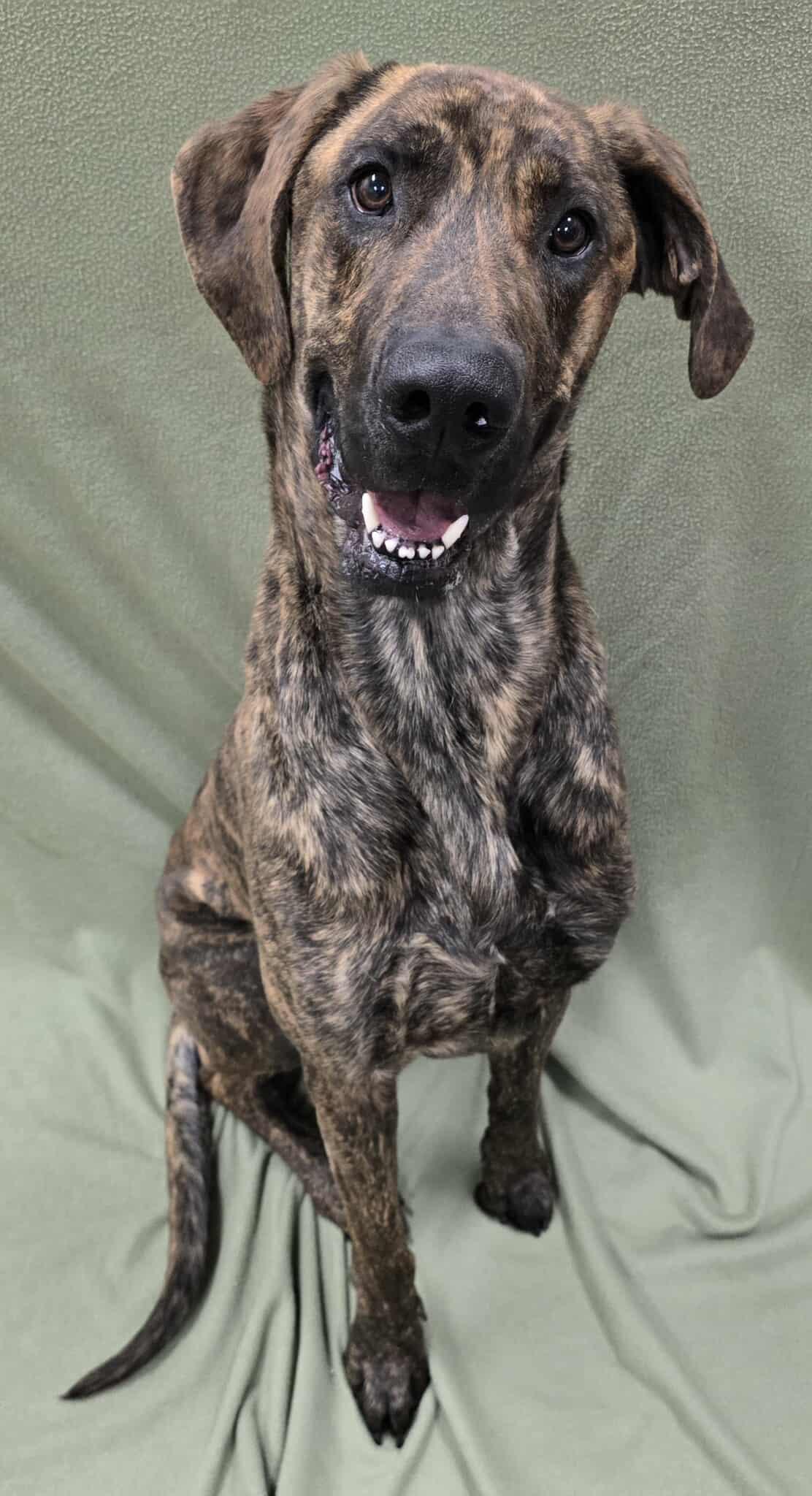 Carrington, adopted, Adult Male Great Dane.