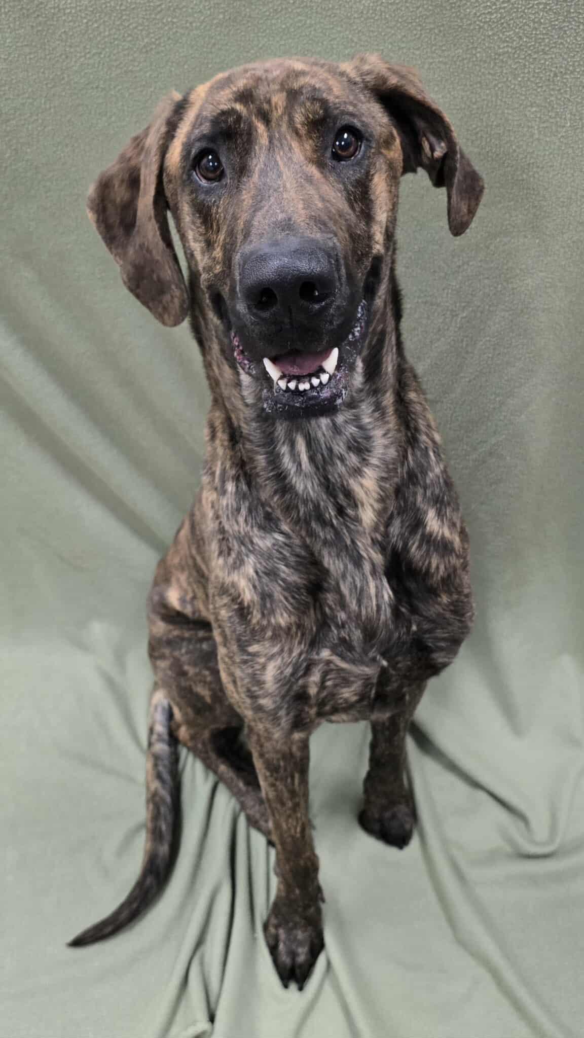 Enlarge Carrington, an adopted mixed breed in Frankfort, IN image 3/4