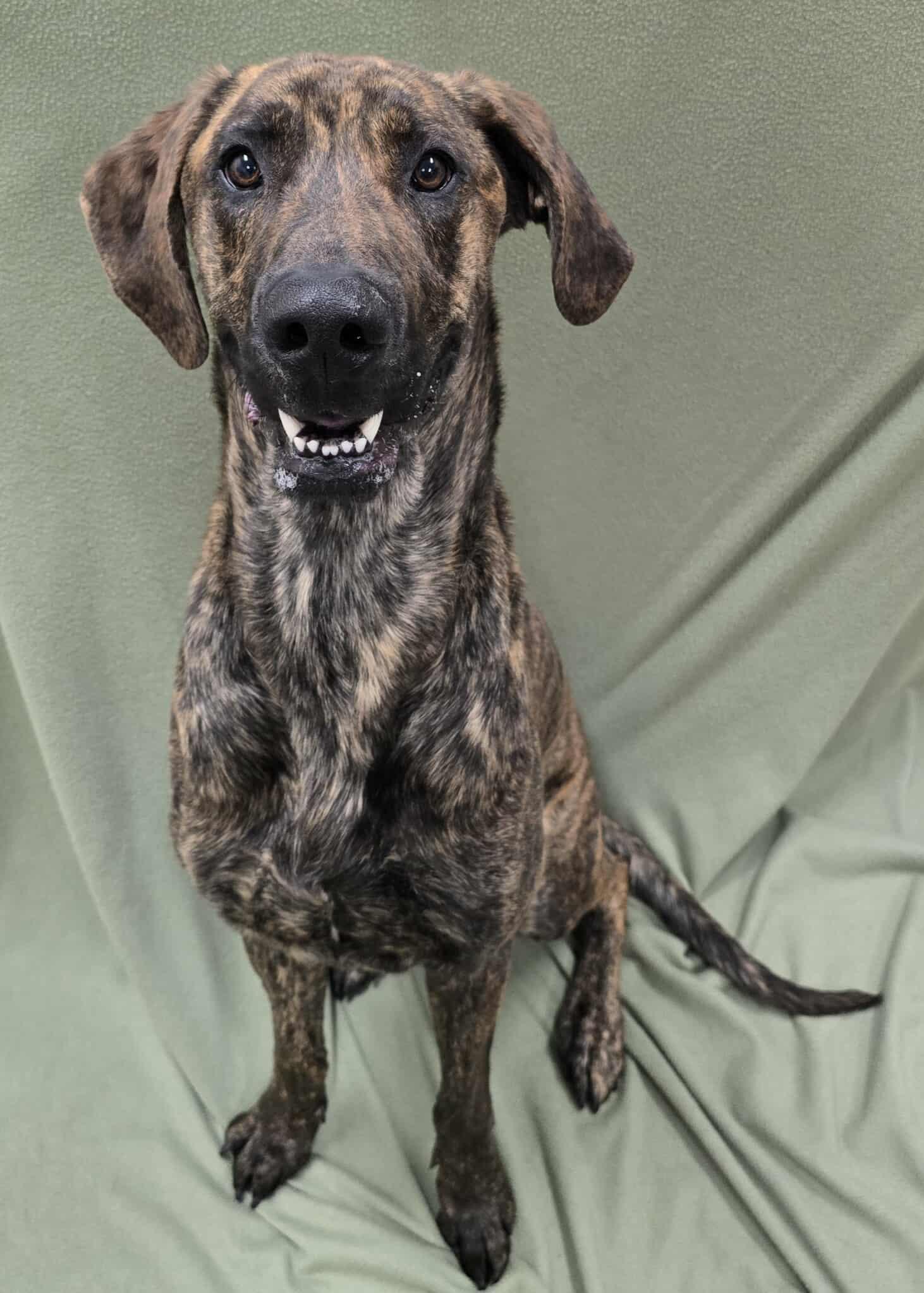 Enlarge Carrington, an adopted mixed breed in Frankfort, IN image 4/4