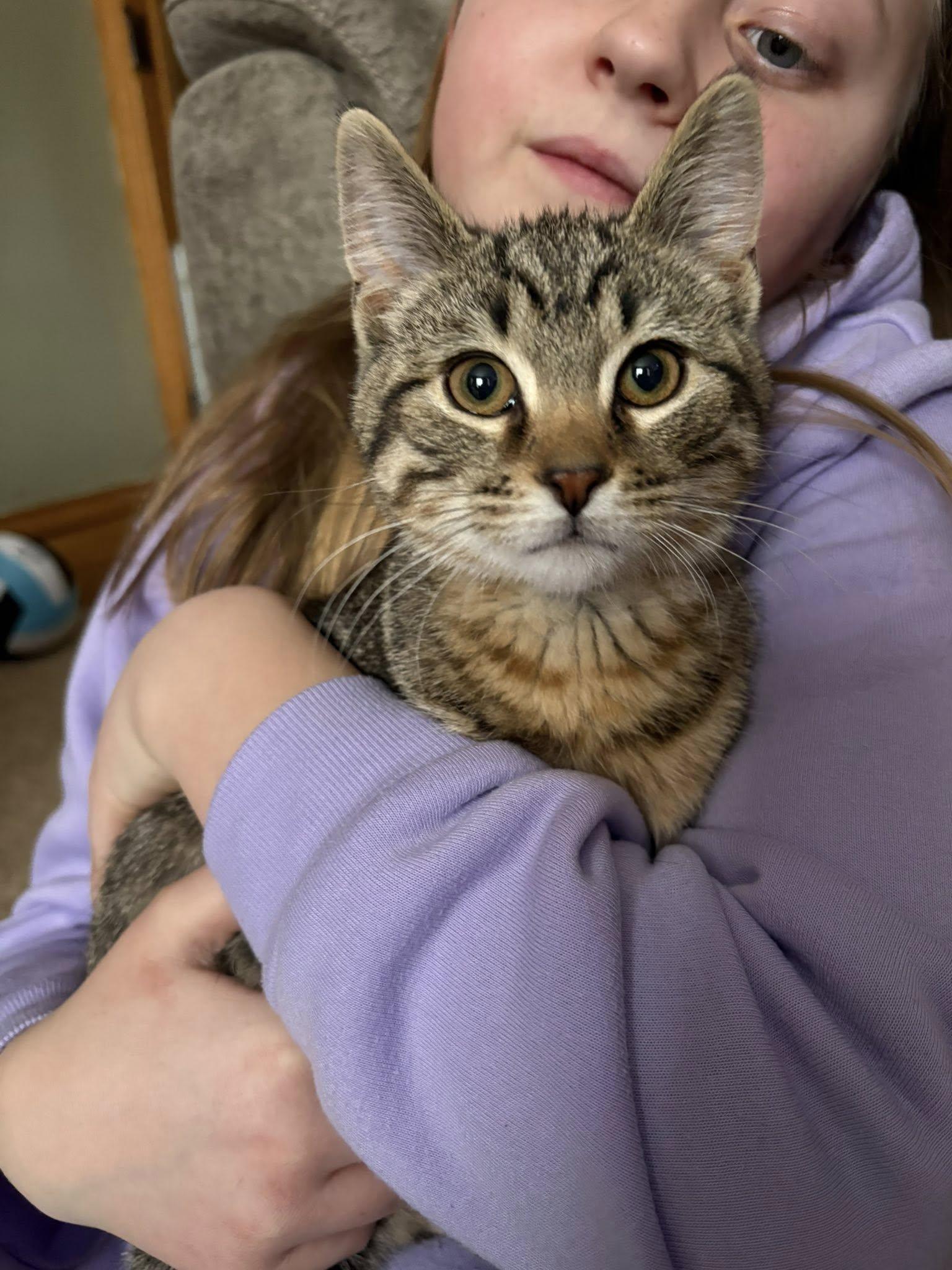 Enlarge Taco, a ADOPTABLE Domestic Short Hair in Charles City, IA image 2/4