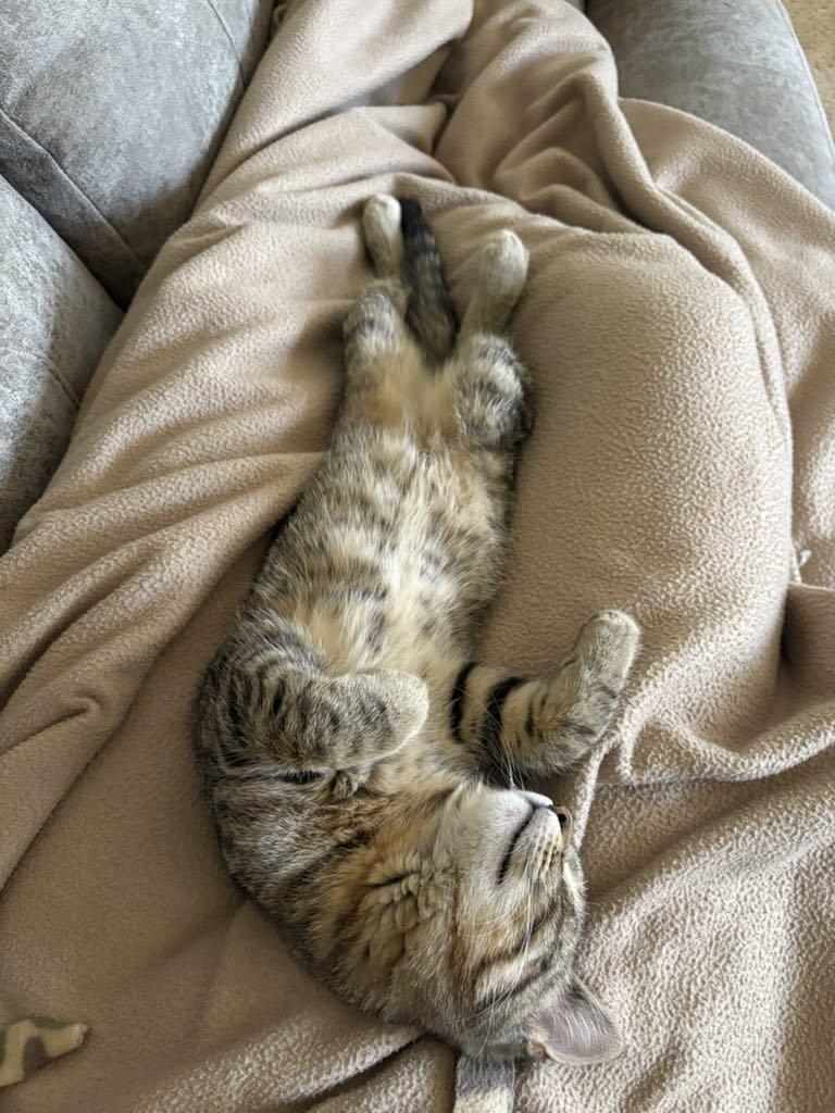 Enlarge Taco, a ADOPTABLE Domestic Short Hair in Charles City, IA image 3/4