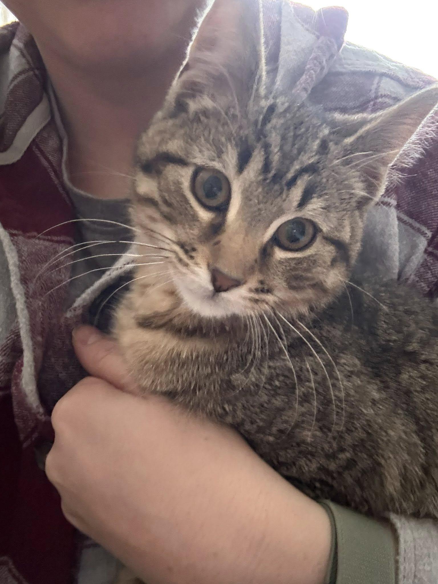 Enlarge Taco, a ADOPTABLE Domestic Short Hair in Charles City, IA image 4/4