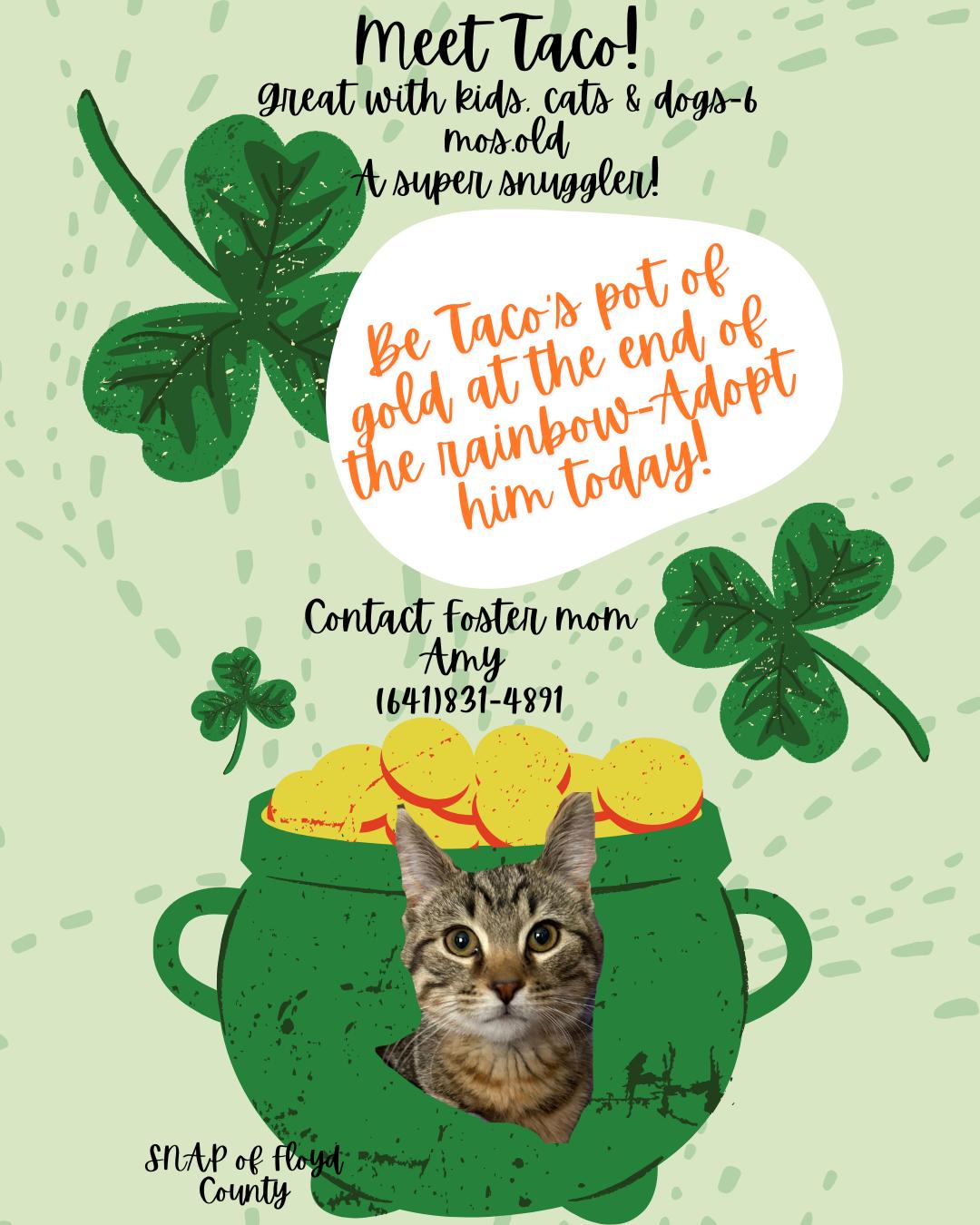 Enlarge Taco, a ADOPTABLE Domestic Short Hair in Charles City, IA image 1/4