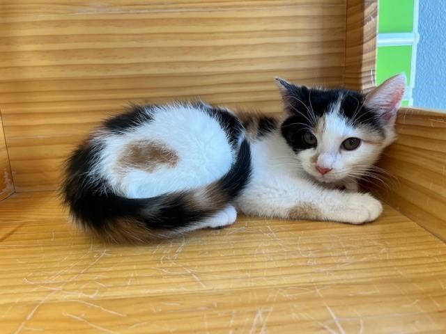 Enlarge Laurel, an adopted mixed breed in Tyler, TX image 2/4