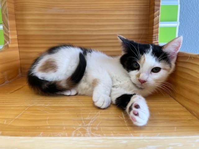 Enlarge Laurel, an adopted mixed breed in Tyler, TX image 3/4