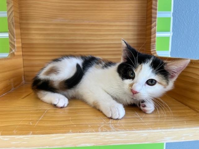 Enlarge Laurel, an adopted mixed breed in Tyler, TX image 4/4