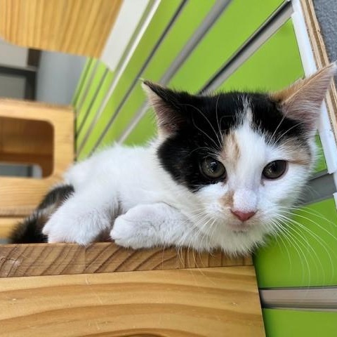 Laurel, adopted, Young Female Domestic Short Hair.