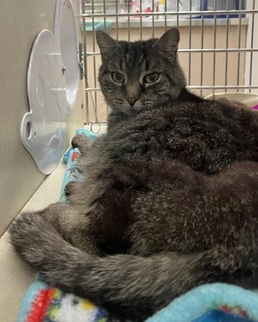 TRINA, Adoptable, Senior Female Domestic Short Hair.