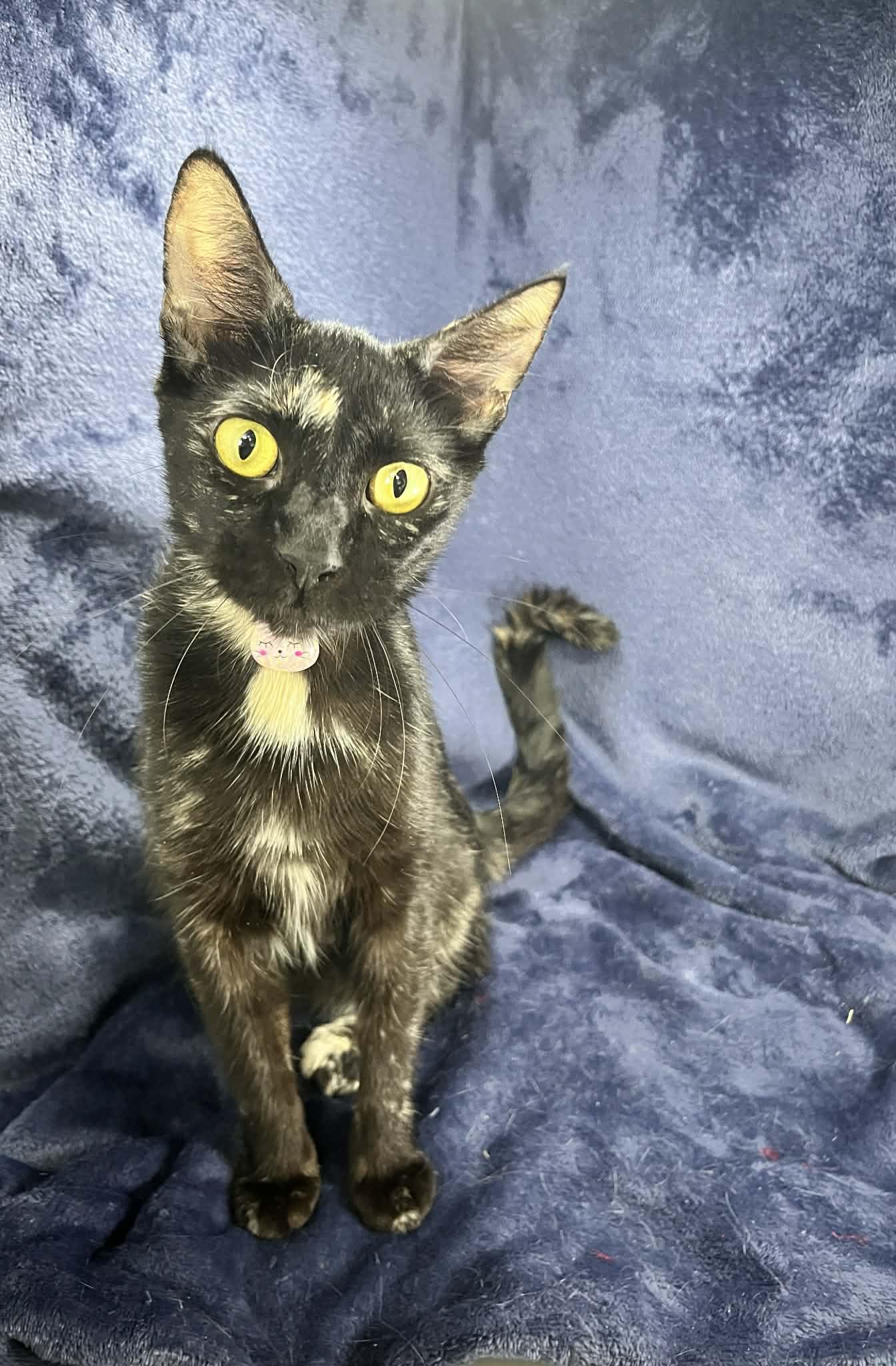 Sassy , ADOPTABLE, Adult Female Tortoiseshell.