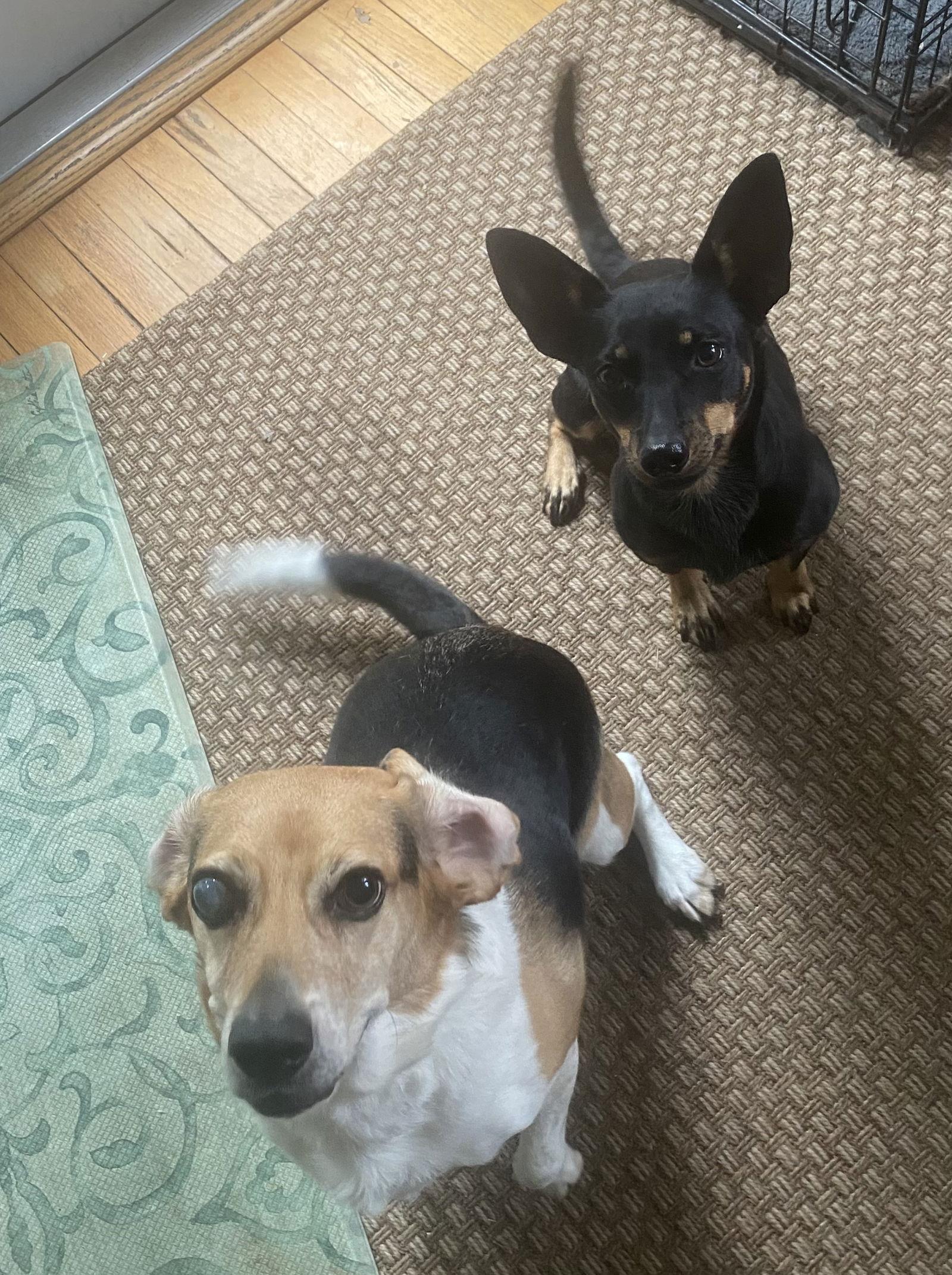 Elaine, Adoptable, Adult Female Miniature Pinscher & Rat Terrier.