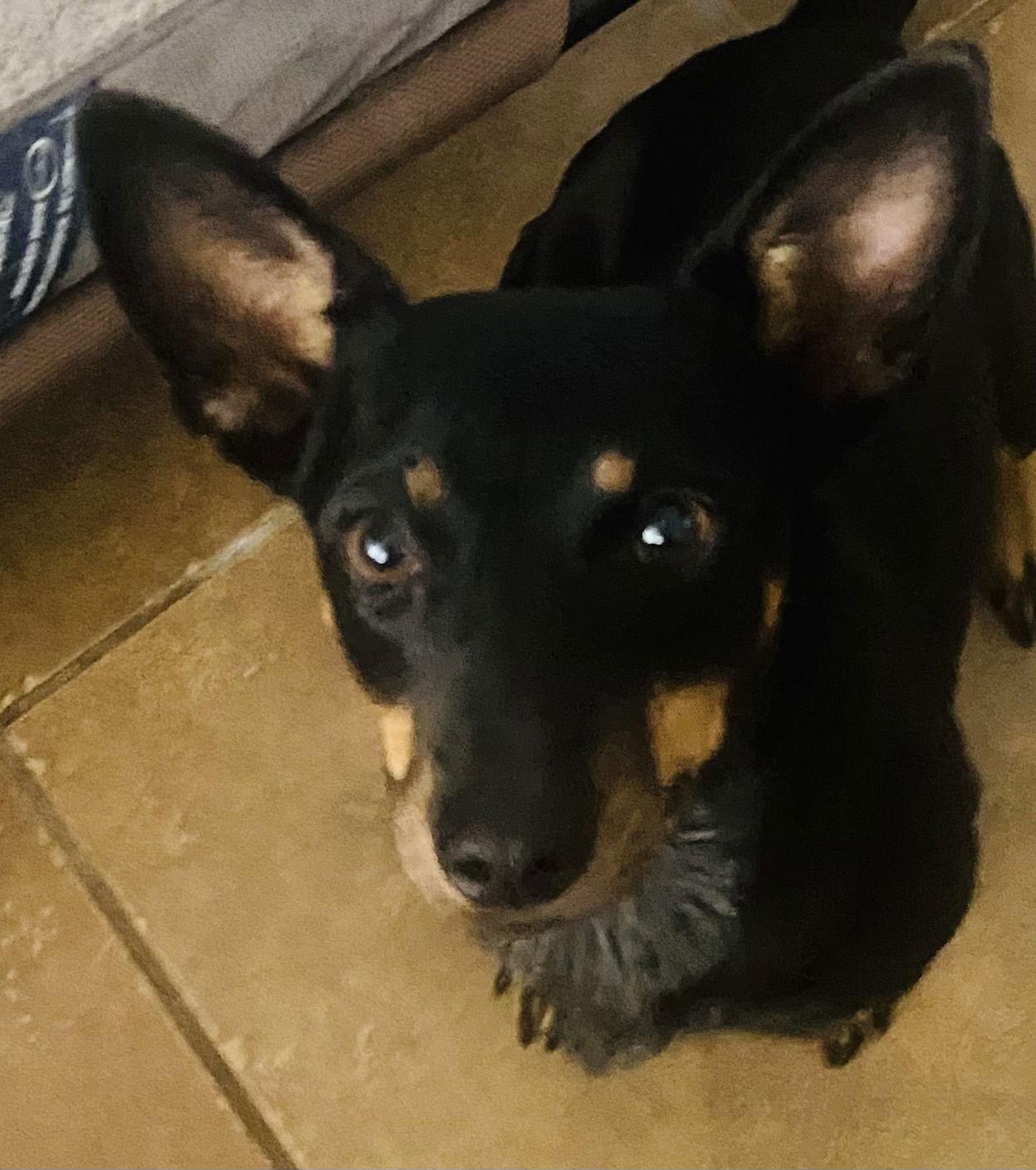 Enlarge Elaine, a Adoptable mixed breed in Mobile, AL image 3/3