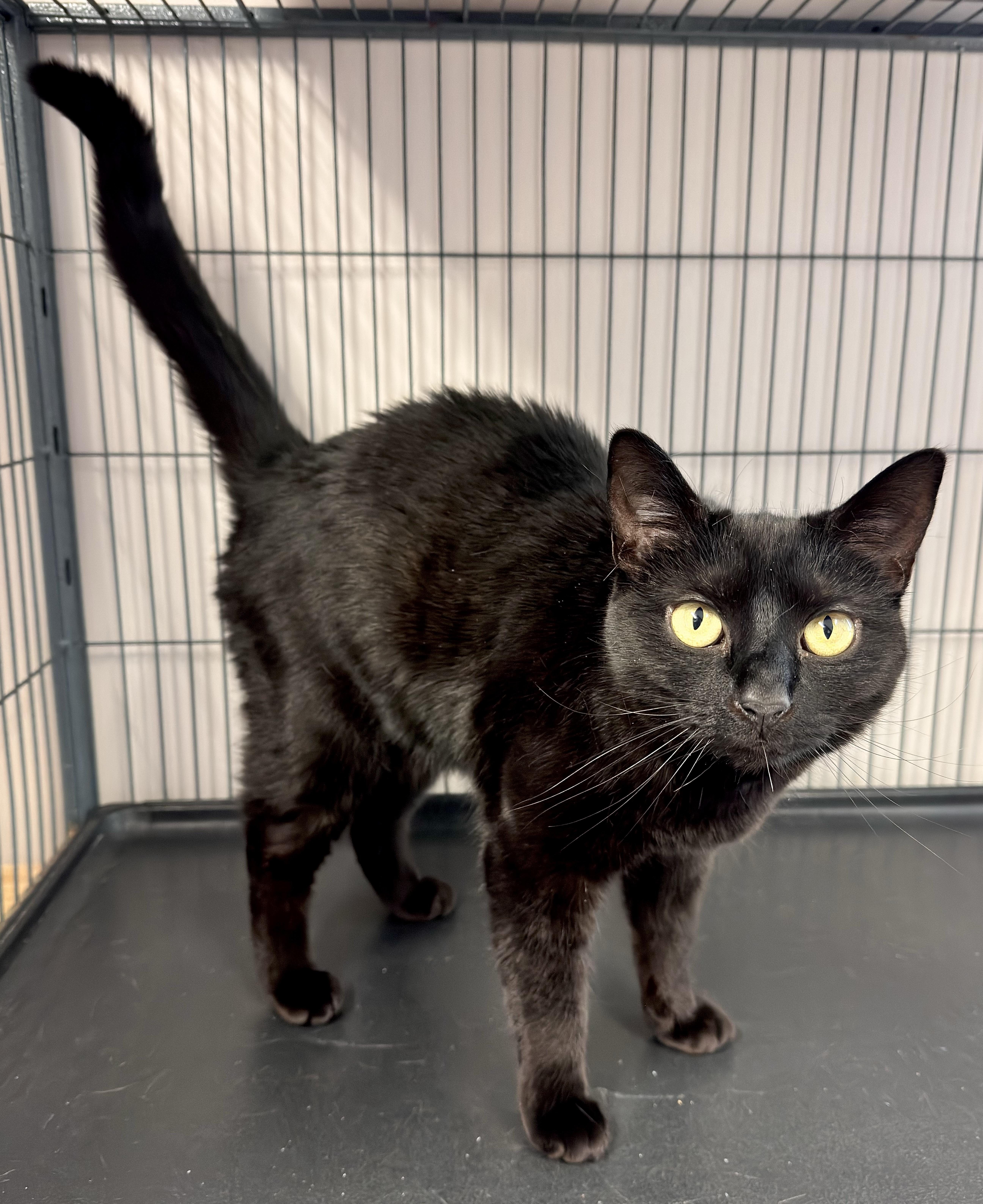 Amara aka "Zucca", an adoptable Domestic Short Hair in Kearneysville, WV image 2/3