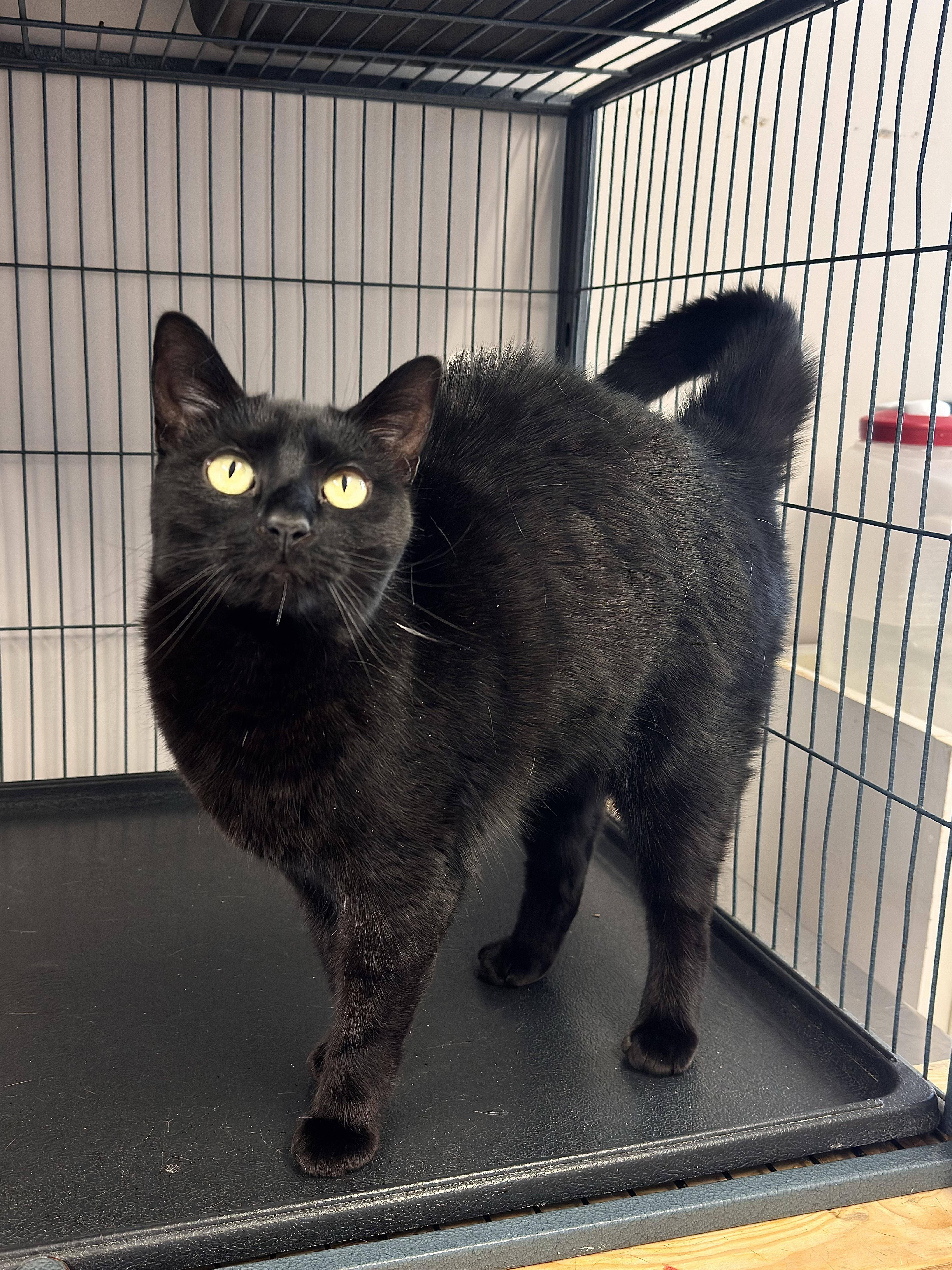 Amara aka "Zucca", an adoptable Domestic Short Hair in Kearneysville, WV image 3/3