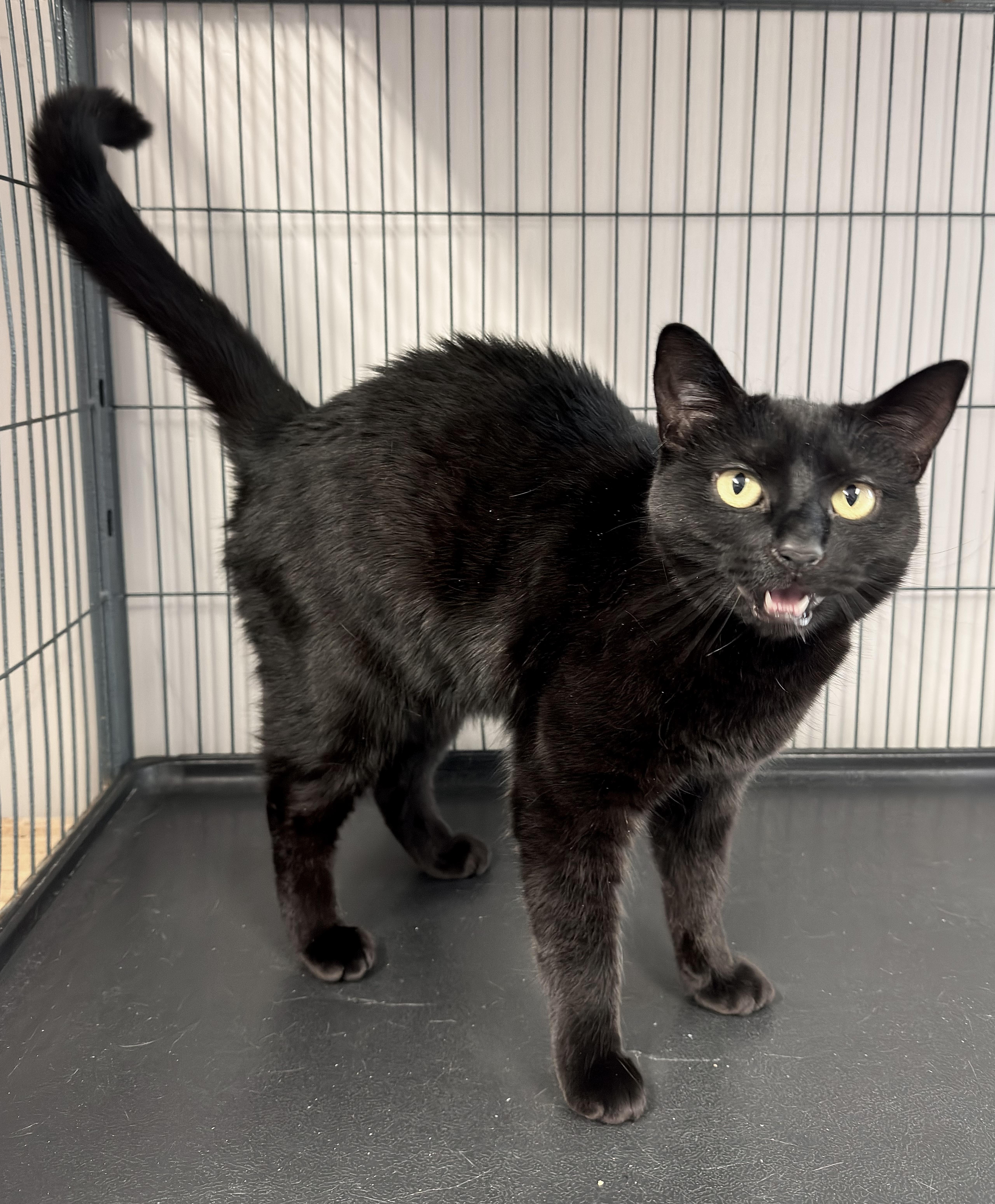 Amara aka "Zucca", an adoptable Domestic Short Hair in Kearneysville, WV image 1/3